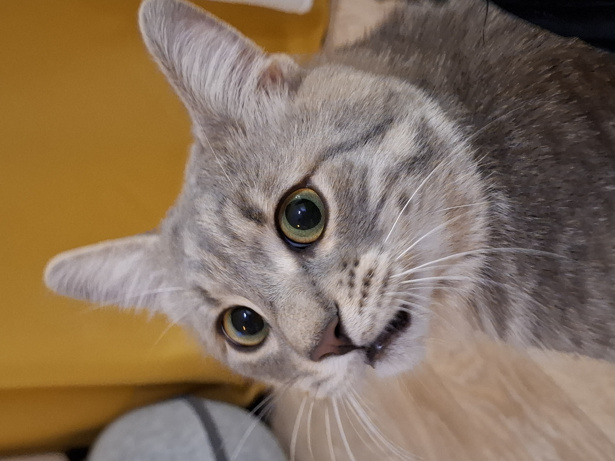 This is a close-up, eye-level, vertical shot of a tabby cat's face. The cat is grey with black stripes and has wide, green eyes. Its mouth is slightly open, revealing a pink tongue and a few teeth. The cat's whiskers are long and white. The background is a blurry yellow wall on the right and a lighter beige surface on the left, possibly a wooden floor. There is also a blurry grey object on the far left, possibly a piece of furniture. The cat appears to be indoors, in a domestic setting. The image does not contain any information to suggest a location in Zemun Urban Municipality, Serbia, or any other specific geographical location.