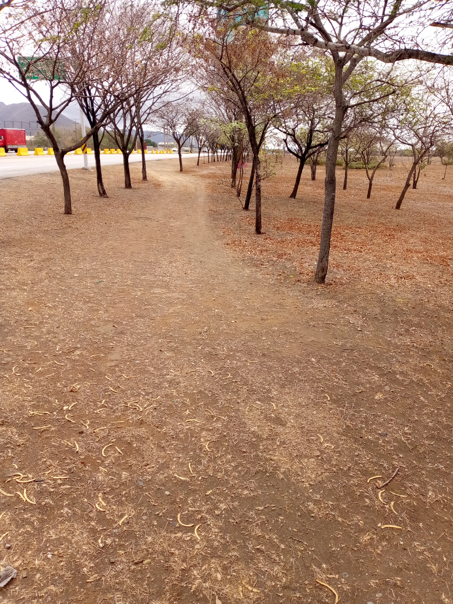 The image depicts a dry, open landscape with a clear dirt path winding through numerous trees. In the foreground, the reddish-brown ground is covered extensively with dried leaves, small twigs, and distinct pale, curved, elongated plant debris, possibly seed pods. This unpaved path starts at the bottom center and recedes into the midground.
The midground is populated by a multitude of trees with slender, often bare branches. Some trees show sparse, light green leaves, suggesting either an early spring awakening or a dry season where foliage is minimal. These trees line the path and extend across the scene.
In the background, to the left, a paved road is visible, separated from the treed area by a row of bright yellow concrete barriers. A large red truck and other vehicles can be seen on the road, indicating a highway or main route. Beyond the road, distant mountains rise under a bright, overcast sky, confirming it is daytime. The overall impression is one of a quiet, somewhat arid environment.
No specific activity is taking place, and no people are visible. There is no legible text within the image. The scene conveys the character of a dry-season landscape or a transitional period in a location like Las Guevaras, Venezuela, possibly a roadside park or natural buffer zone.