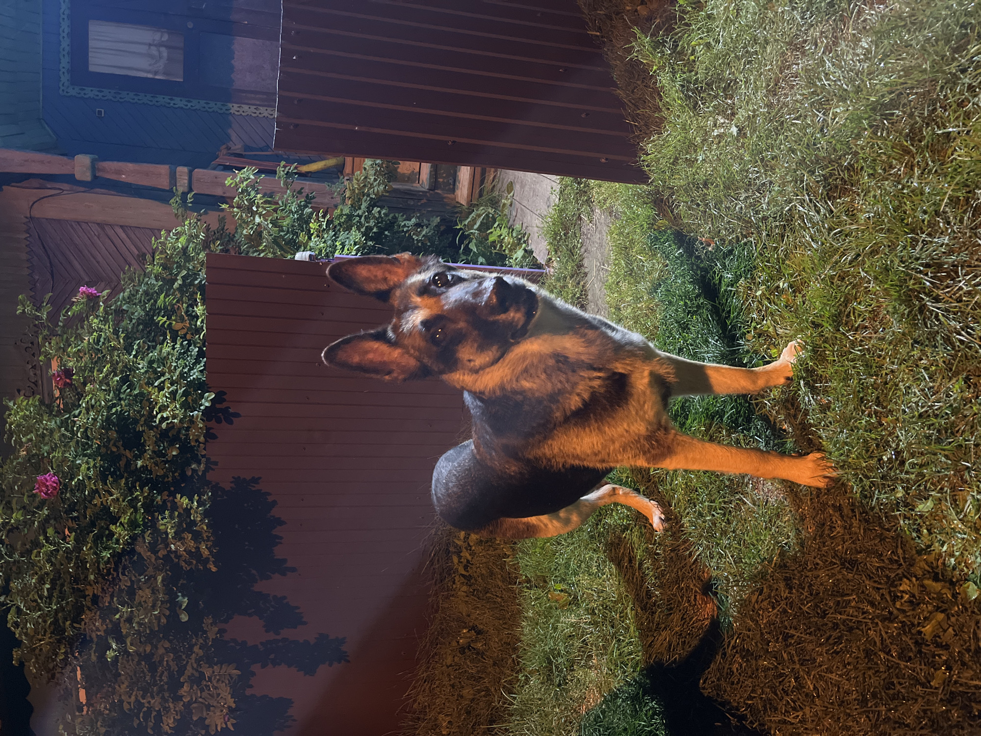 The image depicts a German Shepherd dog standing on a grassy area at night, in what appears to be a yard. The dog is facing slightly to the left, with its head turned towards the camera, and its ears are perked up. The dog's coat is a mix of black, tan, and brown. Behind the dog, there is a dark red corrugated metal fence. To the left of the fence, there is lush green foliage, possibly a bush or tree with some pink flowers. Further behind the fence and foliage, a wooden structure, likely a house, is visible. The house has decorative trim and a dark-colored door with a window covered by a white curtain. The lighting suggests artificial illumination, possibly from a nearby light source, casting shadows on the grass. The location is identified as Nizhny Tagil, Russia.