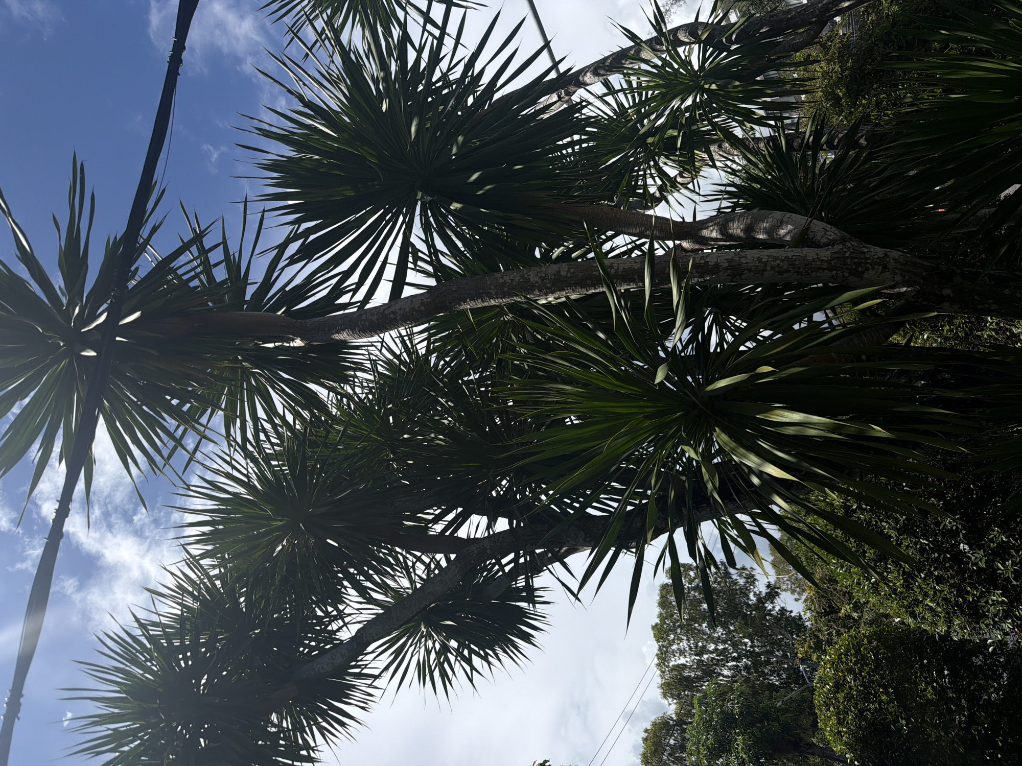 In Choeng Thale, Thailand, a cluster of tall, slender trees with spiky, dark green leaves dominates the foreground. The trees are viewed from a low angle, looking up towards a partly cloudy blue sky. Power lines are visible across the top of the frame. In the background, more lush green foliage and trees are visible, suggesting a tropical or subtropical environment. The lighting indicates it is daytime, with sunlight filtering through the leaves and illuminating parts of the sky.