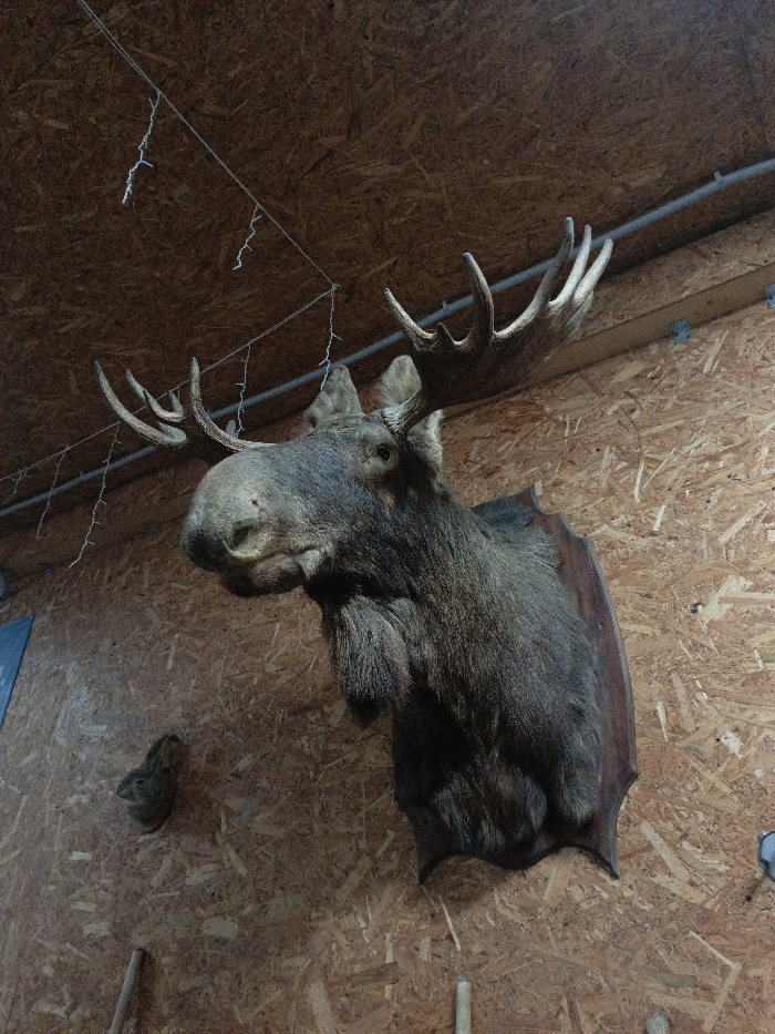 This interior scene, located in Gorka, Russia, features a taxidermied moose head mounted on a light-colored Oriented Strand Board (OSB) wall. The moose head, dark brown in color with prominent antlers, is affixed to a dark, irregularly shaped wooden plaque and positioned in the upper right quadrant of the image, facing left. Below and to the left of the moose, a smaller taxidermied head, resembling a squirrel or small rodent, is mounted directly on the OSB wall. The ceiling, also constructed from OSB panels, shows strands of white, icicle-shaped decorative lights suspended by wires across its upper section. A grey conduit or pipe runs horizontally along the upper wall. The lower portion of the image reveals parts of what appear to be wooden rods leaning against the wall, and a small blue rectangular object is partially visible on the far left wall. No people or active interactions are present.