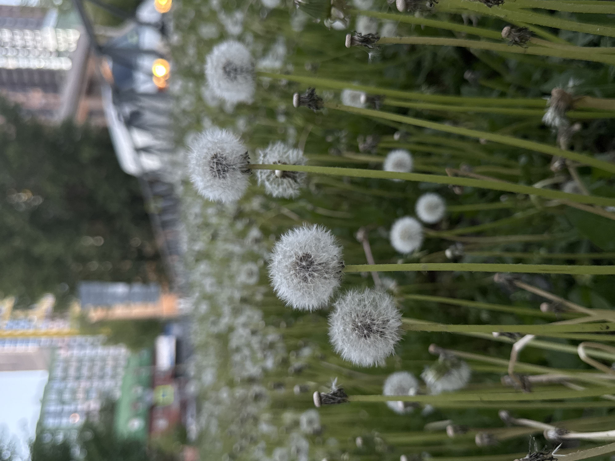 The image shows a dense field of dandelions in seed, their white, spherical seed heads contrasting against the green stems. The background reveals an urban scene with blurred building structures and a glimpse of a street lamp. Based on visual characteristics and the prompt mentioning Perm, Russia, the scene could be located in a park or green area within Perm, characterized by dense vegetation of dandelions and urban structures.