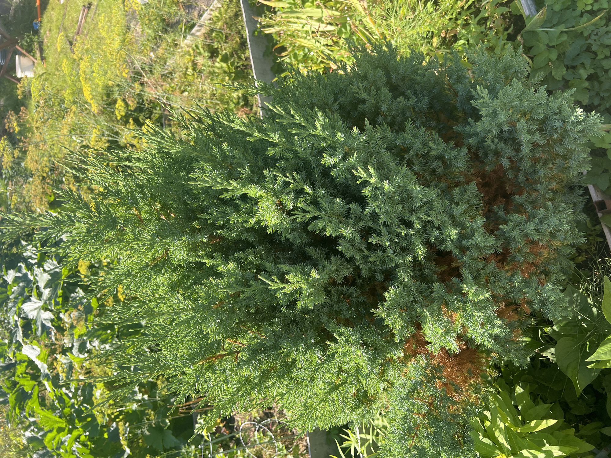 A medium shot captures a dense, evergreen shrub with vibrant green foliage. The shrub is round and bushy, with a visible section of dried, brown foliage in the lower central portion. The shrub is situated outdoors, surrounded by other greenery and vegetation. In the background, the scene includes taller plants with large leaves, smaller flowering plants with yellow blossoms, and a blurry wooden structure that appears to be part of a garden or yard. The lighting suggests it is daytime, with sunlight illuminating the scene and casting some shadows. The location is identified as Роса Снт, Russia. There are no people or animals visible in the image.