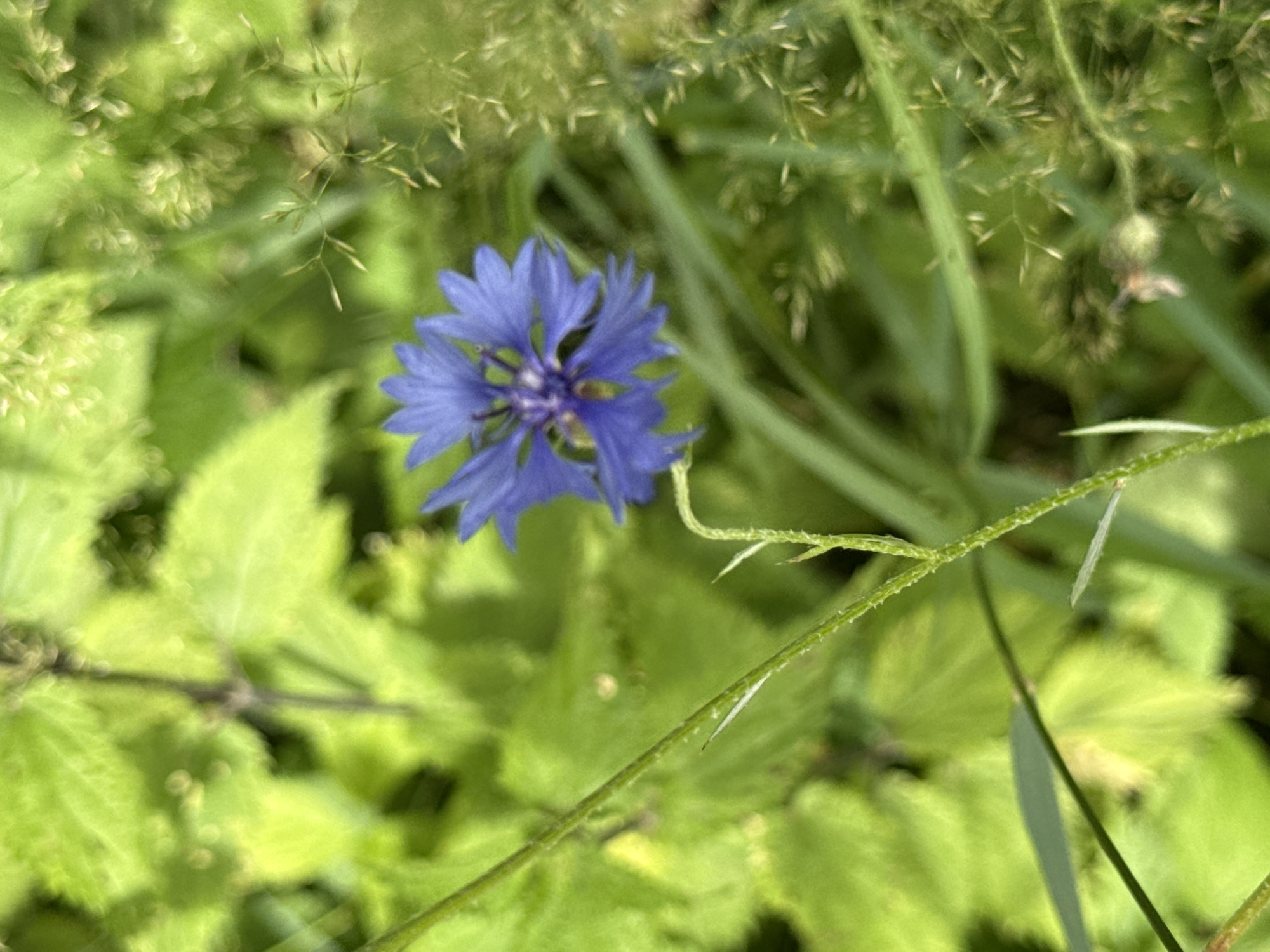 A close-up, shallow depth of field photograph shows a single, vibrant blue cornflower in a natural, outdoor setting. The flower is positioned slightly off-center to the left, with its delicate, fringed petals radiating outwards from a darker, purplish center. The stem supporting the flower is green and has small, sharp-looking projections along its length. The background is a blur of green foliage, with lighter green leaves and darker, taller grass-like plants. The overall impression is one of a wild, uncultivated area. This image was captured in Kołczewo, Poland.