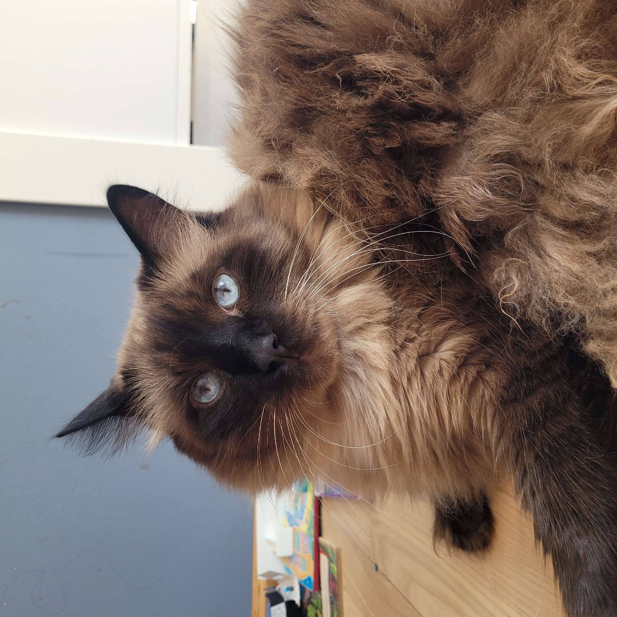 A medium shot captures a fluffy cat with striking blue eyes lying on a wooden floor. The cat, primarily brown with darker points on its ears and face, is positioned in the center of the frame, looking directly at the camera. Its fur is long and appears soft. To the left of the cat, a stack of colorful books is partially visible. In the background, a muted gray wall is on the left, and a white vertical surface, possibly a door or a cabinet, is on the right. The scene appears to be indoors, in a residential setting within the city of Jūrmala, Latvia.