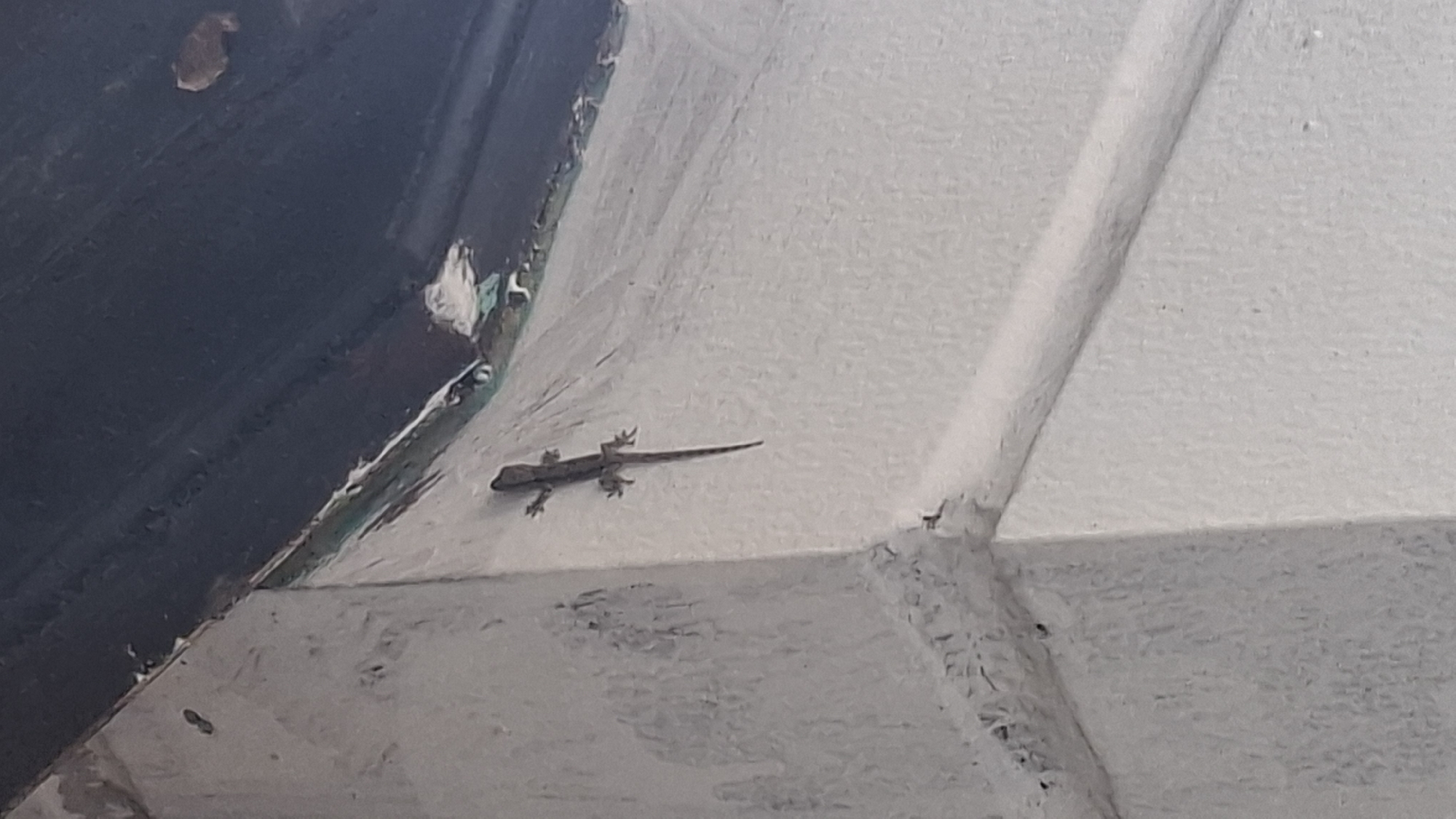 The image depicts a small, brown lizard clinging to the corner of a white-painted wall. The lizard is oriented vertically, with its head pointing upwards. Its body is slender, with four visible limbs and a long tail. The wall appears to be outdoors, with a dark, corrugated surface visible at the top of the frame, possibly a roof or overhang. The wall itself shows some signs of wear and tear, with textured imperfections and slight discoloration. The overall scene suggests an ordinary urban environment. The location in Cibinong Hilir, Indonesia, implies a tropical or subtropical climate where such lizards are commonly found.