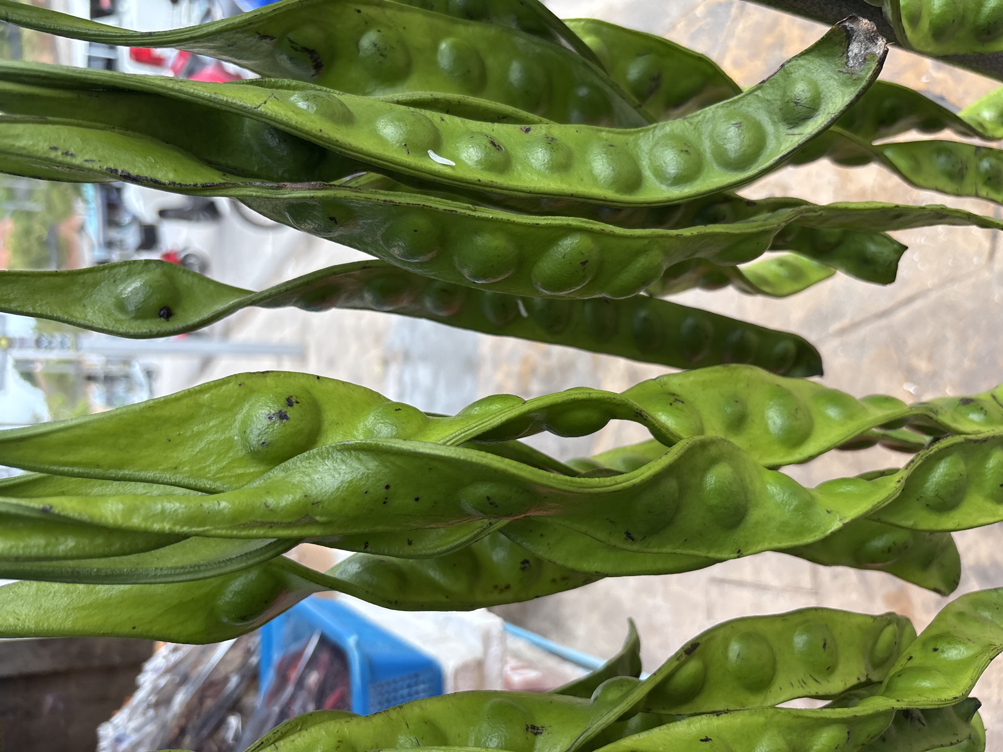 A close-up shot depicts a stack of green, bean-like pods with bulbous protrusions, likely bitter beans, hanging in front of a blurred background in Baan Plai Laem, Thailand. The pods are the primary subject, showcasing their elongated shape and segmented structure. The out-of-focus background suggests a street scene with a car, a motorcycle, some objects on a table with a blue crate.