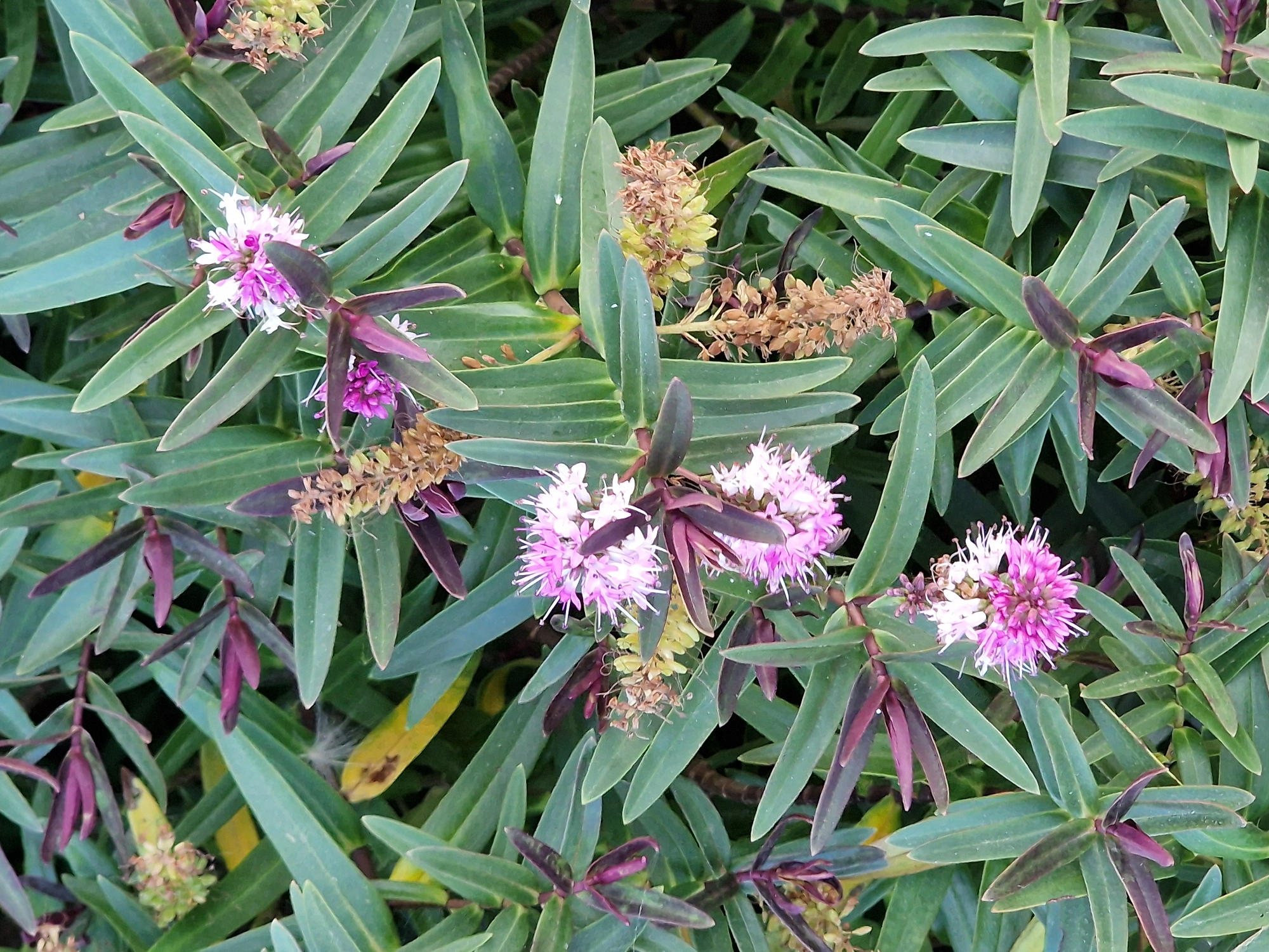 The image shows a close-up, overhead view of a Hebe plant with green, lance-shaped leaves and clusters of pink and white flowers. Some dried flower heads are also visible. The plant appears to be outdoors, possibly in a garden or public space in Canterbury, United Kingdom, given the context provided. There are no people, animals, or specific landmarks visible that would allow for precise localization within Canterbury. The lighting suggests it is daytime.