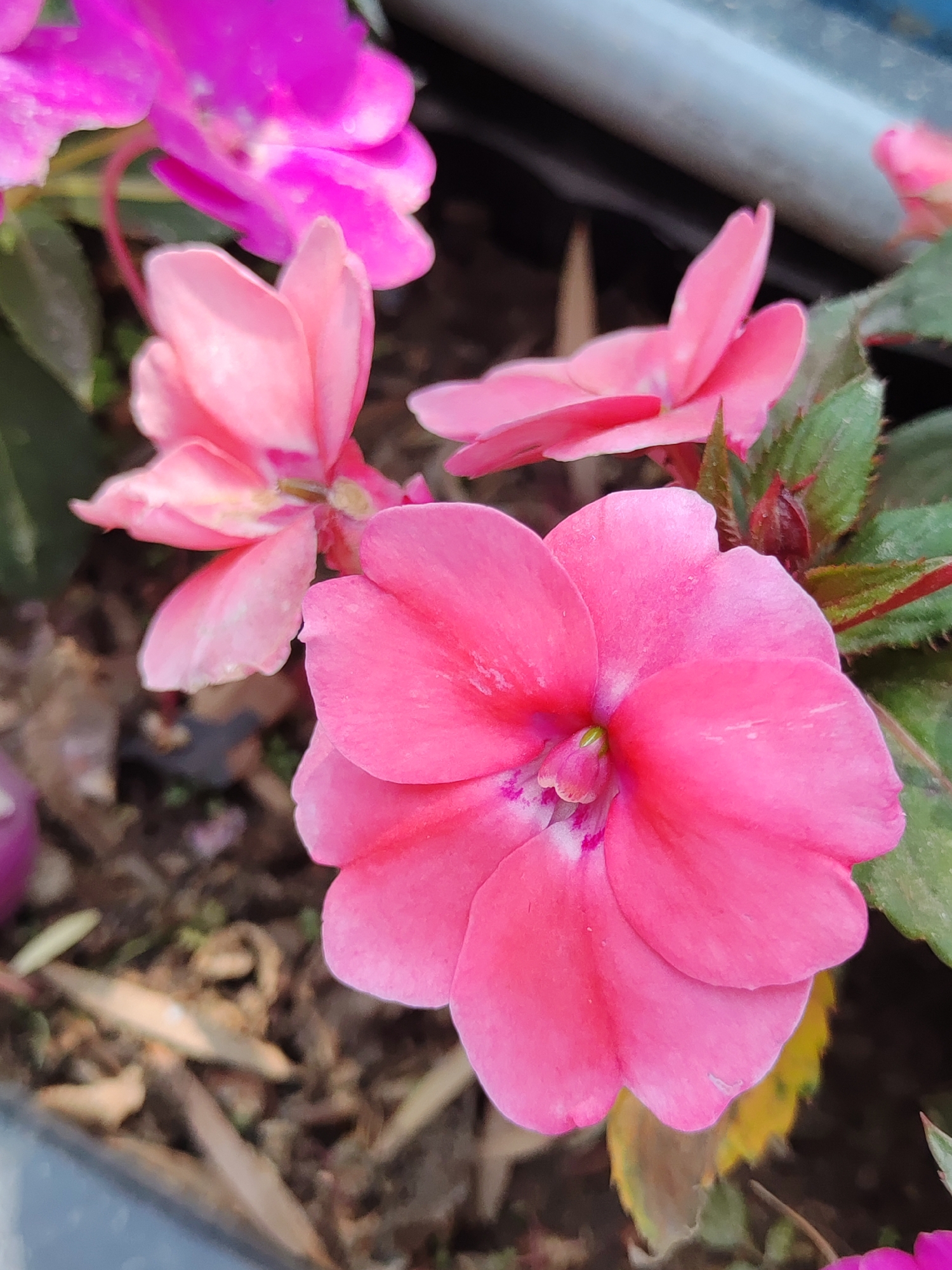 Close-up view of a pink Impatiens flower in full bloom. The flower has five petals and a small center, with hints of white and purple. Other Impatiens flowers are visible in the background, in shades of pink and magenta. Green leaves surround the flowers. The location is outdoors, in an area where flowers are cultivated, possibly in Thành phố Đà Lạt, Vietnam. The image is a close-up, providing a detailed view of the flower's structure and color. The focus is primarily on the central flower, with the surrounding elements serving as a backdrop.