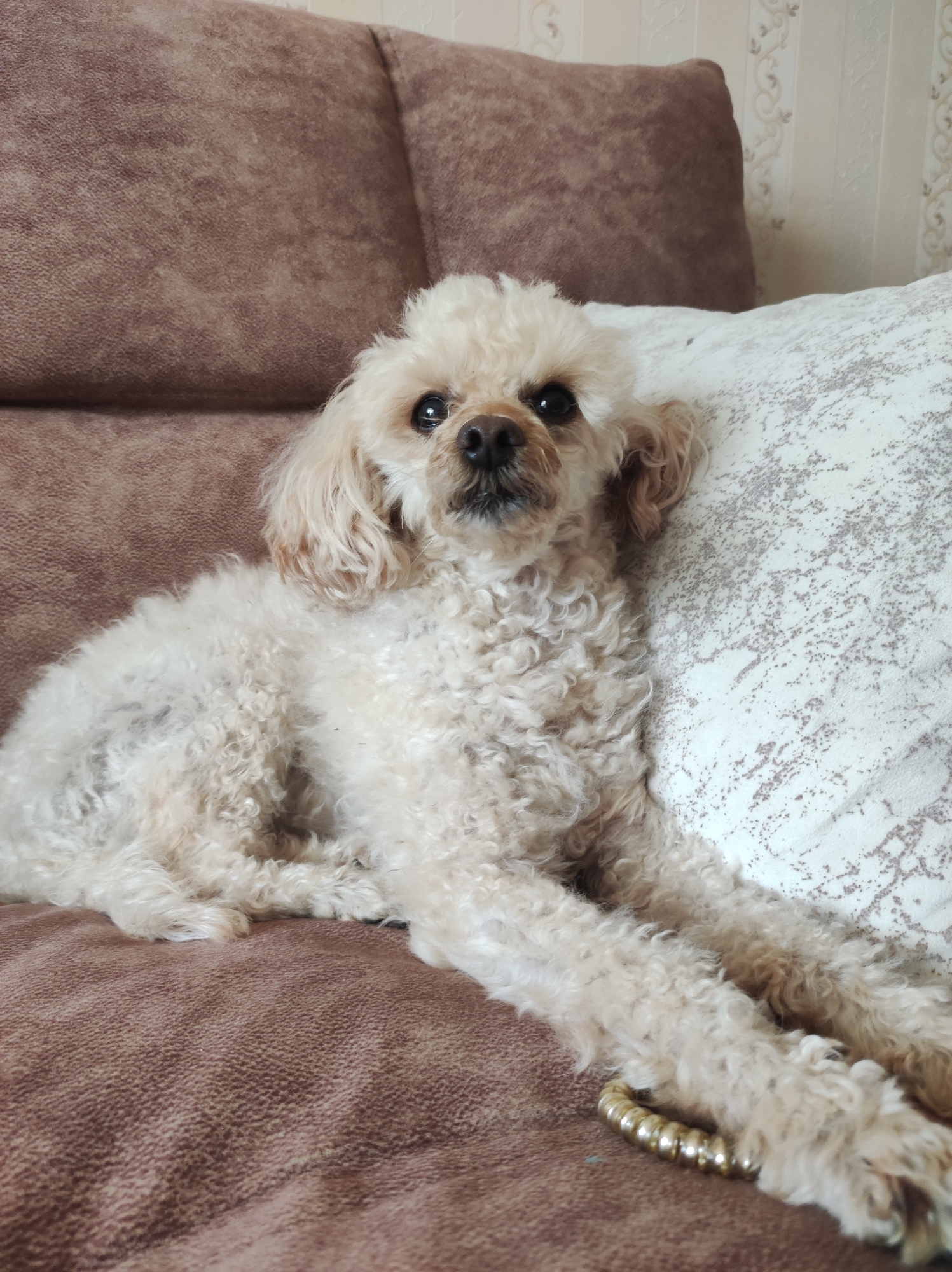A cream-colored poodle with curly fur is lying on a brown sofa next to a patterned pillow. The poodle's head is slightly raised, and it is looking directly at the camera. A strand of gold beads is visible near the poodle's front paws. The background shows a wall with a subtle floral pattern. This image was likely taken indoors, possibly in a residential setting in Chaikovsky, Russia.