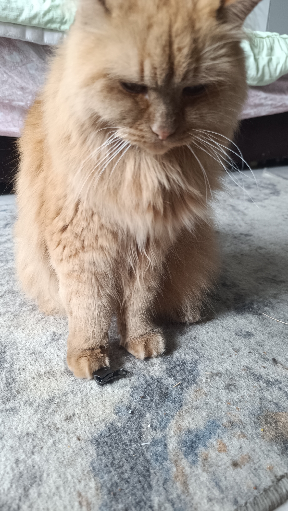 An orange fluffy cat is sitting on a grey carpet. The cat is looking down at a small, black object in front of its paws. The object appears to be a zipper pull. The cat's fur is long and soft, and its eyes are partially closed. The background is blurred, but it appears to be a domestic setting with bedding. There is no indication of the location being Chaikovsky, Russia.