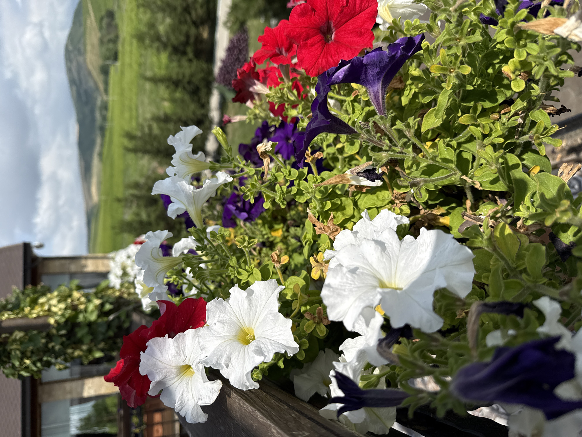 The image shows a close-up of petunias in a planter box, with a blurred background of rolling green hills and a building in the city of Mirikənd, Azerbaijan. The petunias are in various colors, including white, red, and purple, and some appear to be wilting. The building in the background is made of stone and has a dark roof. The sky is cloudy.