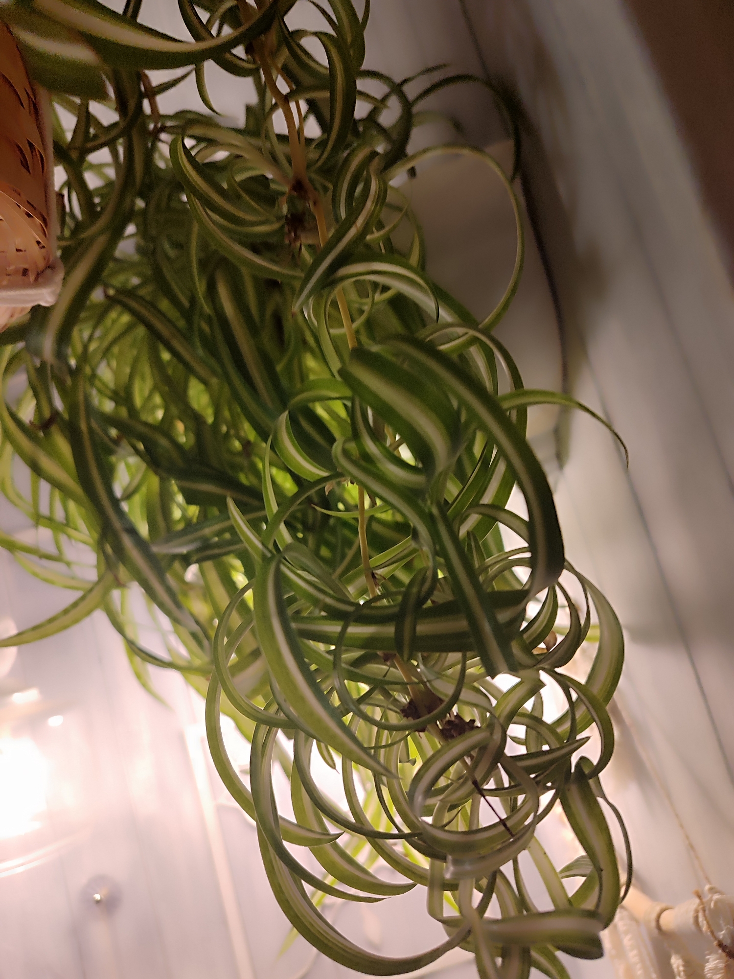 The image shows a hanging spider plant with numerous trailing, curly leaves. The leaves are variegated with green and white stripes. The plant appears to be indoors, possibly near a light source, which is reflected in the background. A portion of the pot holding the plant is visible on the left side. The specific location in Kotlas, Russia cannot be determined from the image.