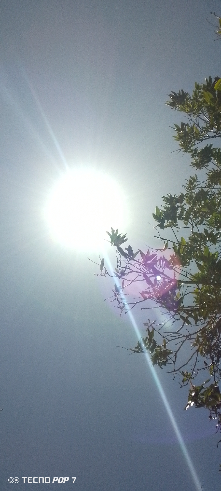 The image shows a bright sun in a light blue sky, partially obscured by the leaves and branches of a tree. The location is identified as Altagracia, Venezuela. The sun's glare creates lens flare effects across the image. A "Tecno Pop 7" logo is visible in the bottom left corner, likely indicating the camera used to capture the image.