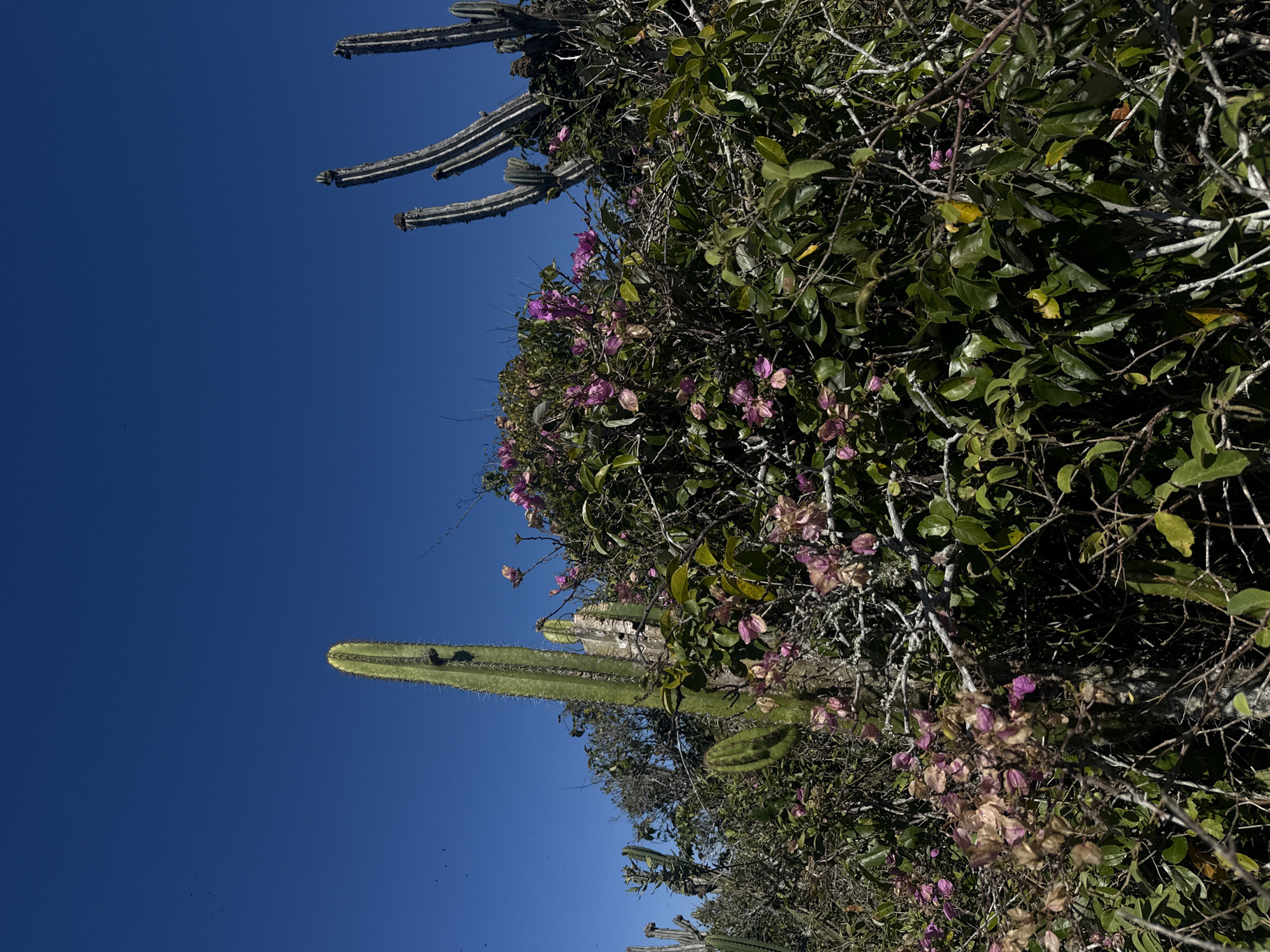 An outdoor, eye-level, medium shot captures a cluster of thorny plants and cacti against a clear blue sky. The foreground is dominated by a dense tangle of green leaves and thin branches, interspersed with small, delicate pink and purple flowers. Two tall, green cacti stand prominently, one in the left-center and another to its right. The cactus on the left is characterized by its elongated, ribbed structure with sharp spines. To the right of it, a shorter, lighter-colored cactus segment is visible. In the background, several more cacti, appearing weathered and grey with pronounced ribs, rise above the foliage. The scene suggests a natural, perhaps arid or semi-arid, environment. The location is identified as Arraial do Cabo, Brazil.