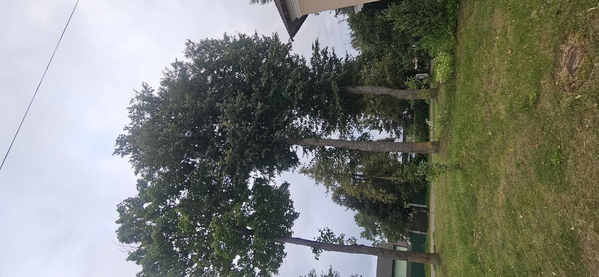 A vertical, eye-level, medium-wide shot captures an overcast sky above a park-like setting with a building on the right. The foreground consists of a patchy, green lawn with some fallen leaves and a tree stump in the lower right corner. Behind the lawn, several tall, mature trees with dense, dark green foliage dominate the midground. Their trunks are visible, some with distinctive yellow markings. A dark metal fence runs horizontally behind the trees, separating the park area from a residential street. A green-tiled roof and part of a beige building are visible in the background on the right, and a green-sided house with a dark roof is visible on the left. A thin black power line stretches across the top of the frame. The scene appears to be located in Vitsebsk, Belarus, given the architecture and vegetation. No people are present.