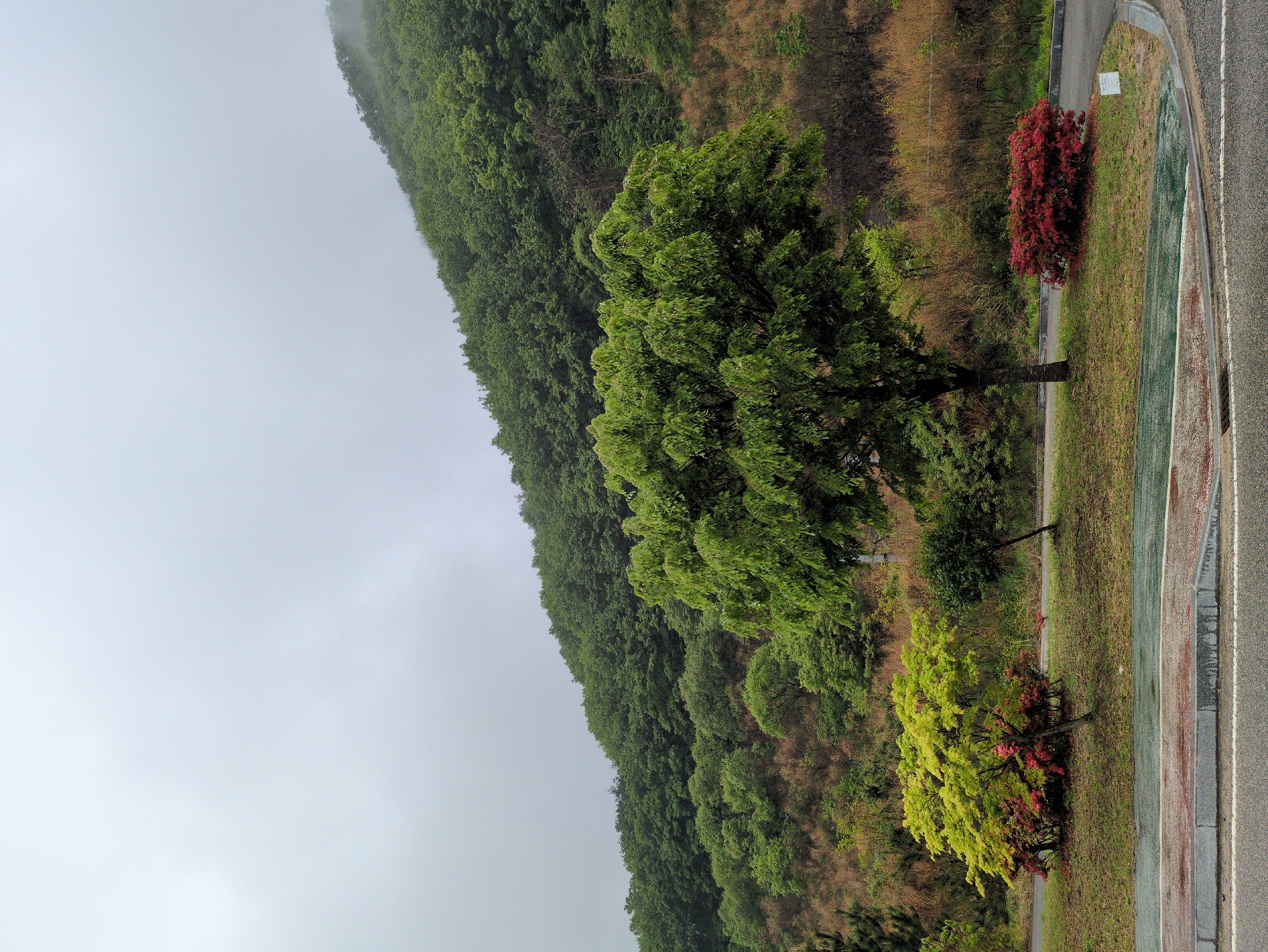 The photograph depicts a hillside and adjacent vegetation near Gangcheong-ri, South Korea. The hillside is covered in dense green foliage, typical of a forested area. To the right of the hillside, there is a narrow strip of grass and a small tree with vivid green leaves. Further right, near what appears to be a paved pathway or road, are two additional small trees with reddish foliage. The sky is overcast, suggesting a cloudy day. The composition is slightly tilted, with the hillside appearing to slope upwards from left to right.