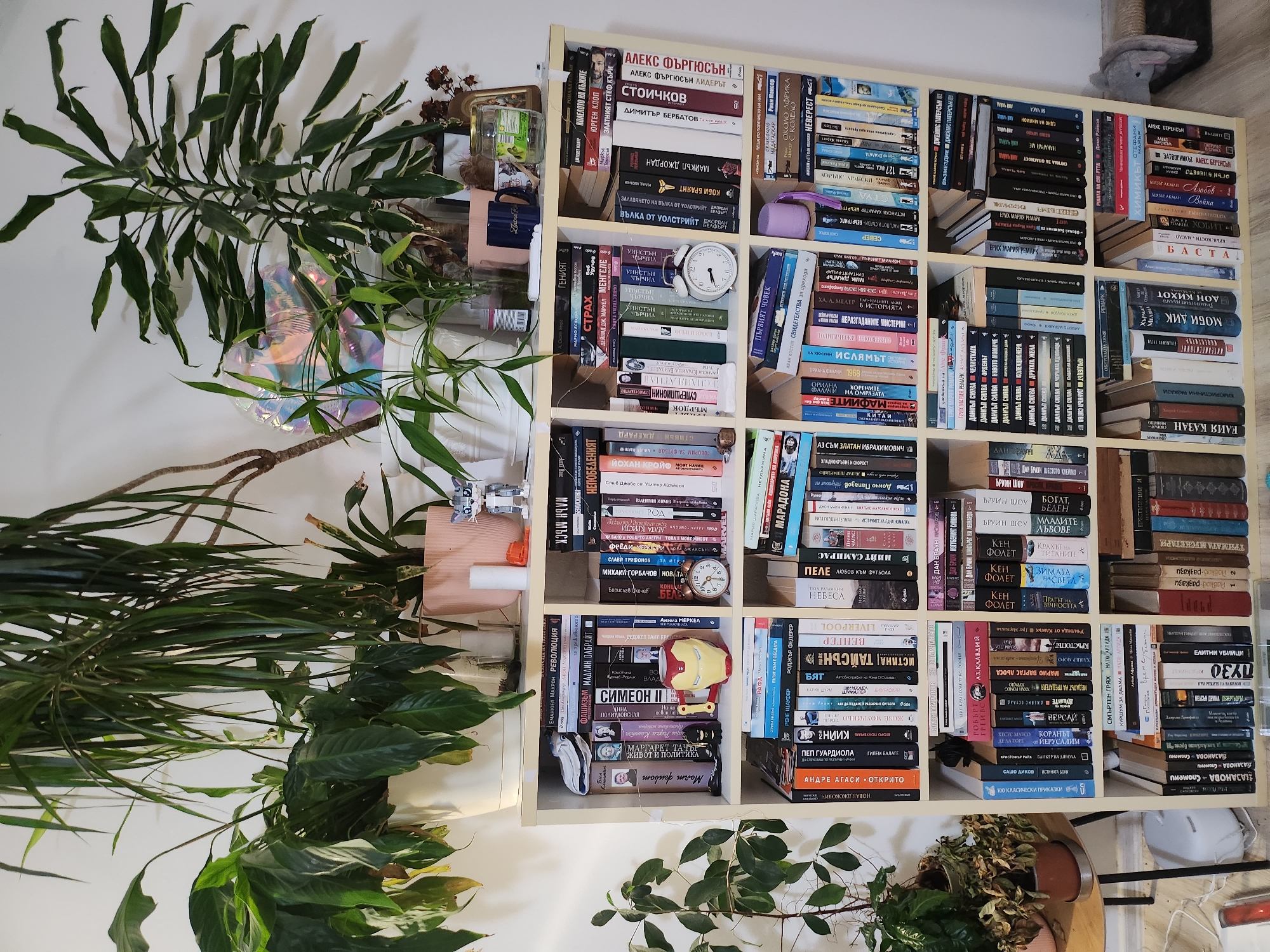 An indoor scene displays a light-colored, multi-compartment bookshelf filled with numerous books, predominantly written in Bulgarian, confirming the location is in Bulgaria, consistent with the specified city of Tsarevo. The bookshelf is surrounded by a variety of potted green plants, suggesting a home environment. **Upper Section:** On top of and around the bookshelf, several potted plants are arranged. To the left, a large plant with broad, dark green leaves, some showing yellowing, is in a white ceramic pot. Behind it, another plant with narrower, elongated green leaves is visible. In the center-right, a plant with vibrant green leaves is situated in a light pink pot. To the far right, a taller plant with variegated green and white leaves stands. A translucent, iridescent decorative object is positioned behind some of the central plants. Various small items are interspersed, including a small white cylindrical object (possibly a candle or diffuser), a clear glass jar, a light blue mug, and a figurine of a grey and white cat, possibly a Lego-style toy, on the top right corner of the shelf. **Bookshelf Content:** The bookshelf is a rectangular unit with five rows and four columns, creating 20 cubbies, all densely packed with books. * **Top Row (Row 1):** The first cubby on the left contains a stack of white and blue striped fabric, with some books behind it, including "ЕМАНУЕЛ МАКРОН РЕВОЛЮЦИЯ" (Emmanuel Macron: Revolution). The second cubby features books like "ФАШИЗЪМ" (Fascism) and "СИМЕОН II" (Simeon II), along with a red and yellow Iron Man helmet-shaped mug and two small dark figurines. The third cubby holds books such as "СТРАХ" (Fear) and "МИХАИЛ ГОРБАЧОВ" (Mikhail Gorbachev), with a small, silver analog alarm clock set to approximately 10:10 AM/PM. The fourth cubby includes books titled "НЕПОБЕДИМ" (Invincible), "MARVEL," "МАРИЯ ШАРАПОВА" (Maria Sharapova), and "МАРАДОНА" (Maradona). * **Second Row (Row 2):** The first cubby displays "АНДРЕ АГАСИ - ОТКРИТО" (Andre Agassi - Open) and "ПЕП ГУАРДИОЛА" (Pep Guardiola). The second cubby has books like "РЕНЕ ШАФЕР" (Rene Schaefer), "РОДЖЪР ФЕДЕРЕР" (Roger Federer), and "ИСТИНАТА ТАЙНСЪН ЛИВЪРПУЛ" (The Truth Tyson Liverpool). The third cubby contains numerous sports biographies, including "ДЖУРГЕН КЛОП" (Jürgen Klopp), "ЗЛАТНИЯТ СТЕФ КЪРИ" (The Golden Steph Curry), "МАЙКЪЛ ДЖОРДАН" (Michael Jordan), "КОБИ БРАЙЪНТ" (Kobe Bryant), "ДИМИТЪР БЕРБАТОВ" (Dimitar Berbatov), "СТОИЧКОВ" (Stoichkov), and "АЛЕКС ФЕРГЮСЪН" (Alex Ferguson). The fourth cubby includes "НЕВЕРЕС" (Neverest) and "ХИМИКЪТ" (The Chemist) by Стефани Майър (Stephenie Meyer). * **Third
