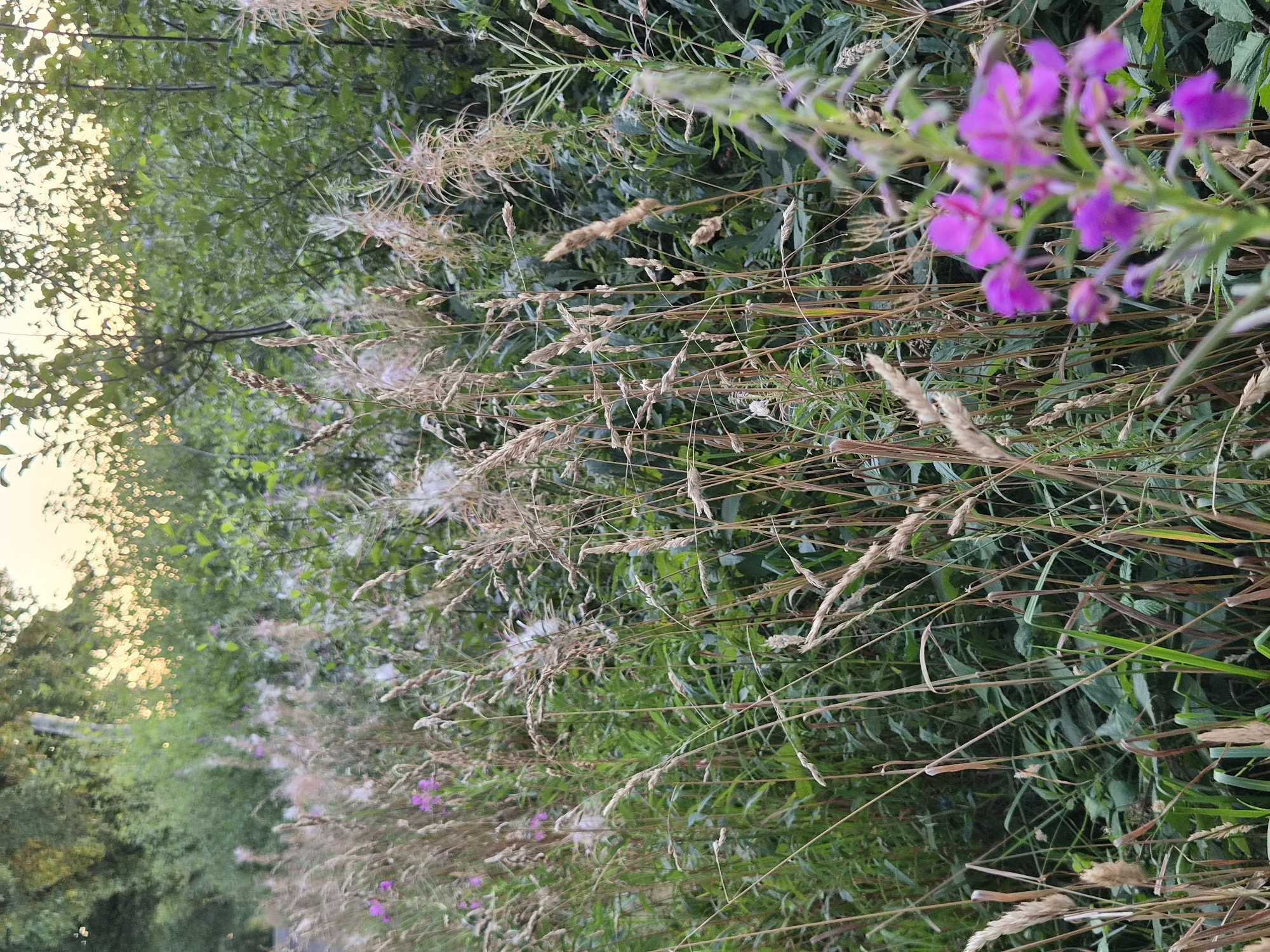 The image depicts a close-up view of overgrown vegetation, likely a meadow or roadside verge, with a focus on tall grasses and wildflowers. In the foreground, a cluster of vibrant purple wildflowers, possibly fireweed, stands out against the muted tones of dried grasses and green foliage. The background is a dense mass of trees and shrubs, with the sky visible in the upper right corner, appearing bright and possibly indicating dawn or dusk. The overall impression is one of a wild, untamed natural setting. The image is identified as being taken in Schiffdorf, Germany. There are no people or animals visible in the scene, nor any discernible actions or interactions.