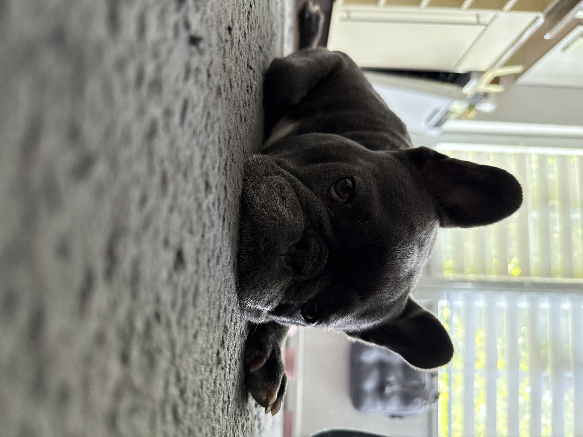 An adult French bulldog is lying on a grey carpet with its head resting on the floor. The dog is dark grey in color and has large, erect ears. Its eyes are open and looking forward. In the background, there are white kitchen cabinets, a white appliance, and a window with horizontal blinds. The scene appears to be indoors in a domestic setting. The location is not specified as Bad Sachsa, Germany.