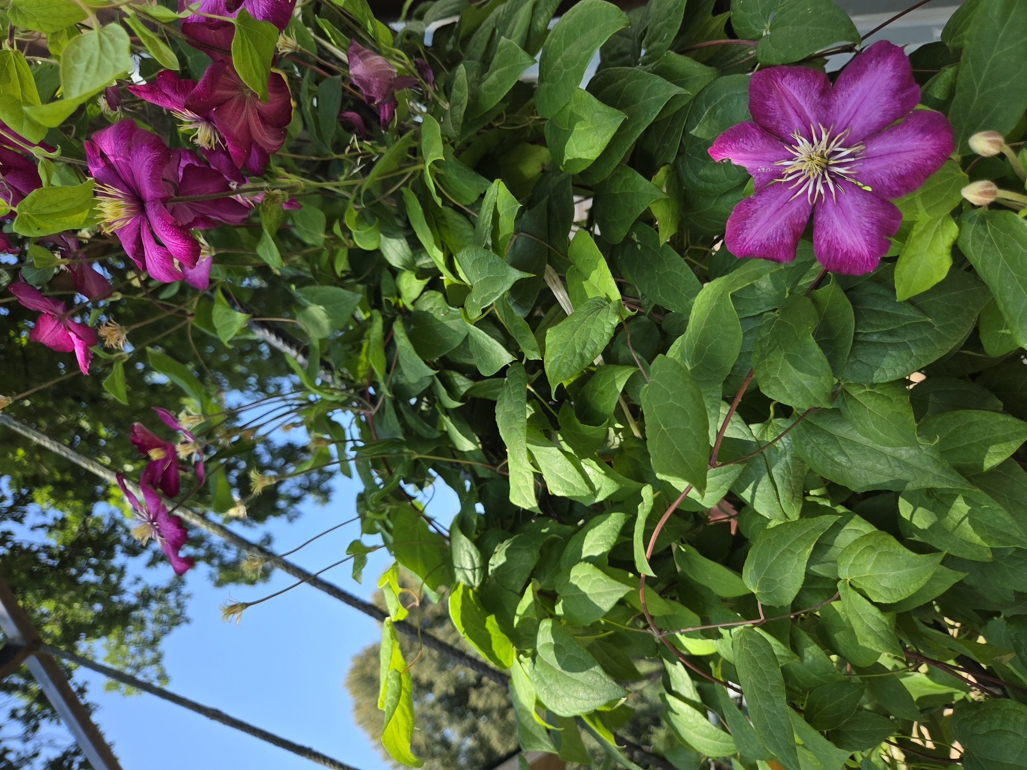 The image shows a close-up of a vibrant clematis plant with large, purple flowers and lush green leaves. The plant appears to be growing outdoors, possibly in a garden or on a trellis, as indicated by the bright sunlight and the hint of blue sky and foliage in the background. There is a metal structure visible in the upper left corner, suggesting it might be part of a garden feature or pergola. The clematis flower in the foreground is fully bloomed, displaying delicate, white stamens at its center. Two unopened buds are also visible near the bottom of the frame. The overall impression is one of natural beauty and healthy plant growth. The location information about Troitskoye, Russia, cannot be determined from the visual content of the image.