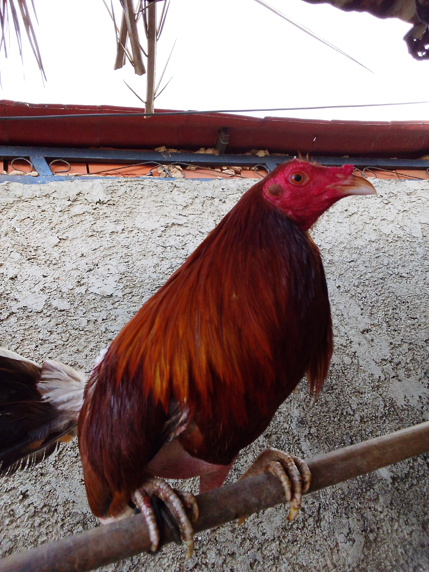 The image captures a vibrant rooster perched on a wooden stick in an outdoor setting. The rooster is the central subject, depicted in profile, facing right. It boasts striking reddish-brown and dark brown feathers, with some lighter brown and yellow tones around its neck and upper back. Its head is a vivid bright red, including its prominent comb, face, and wattle, complementing its keen eye and light-colored, pointed beak. Its sturdy, scaly feet firmly grasp the wooden perch.
The background consists of a rough, textured wall, possibly made of stucco or concrete, in shades of grey and white. Above the wall, a dark reddish-brown structure, resembling a roof edge or awning, is visible, with dark metal elements underneath it. The uppermost part of the frame is dominated by a bright white sky, indicating a clear, sunny daytime environment. Thin, brown, stick-like objects, possibly dry palm fronds or branches, are visible against the sky in the top section. The rooster is static, simply standing on its perch. There is no visible text in the image.