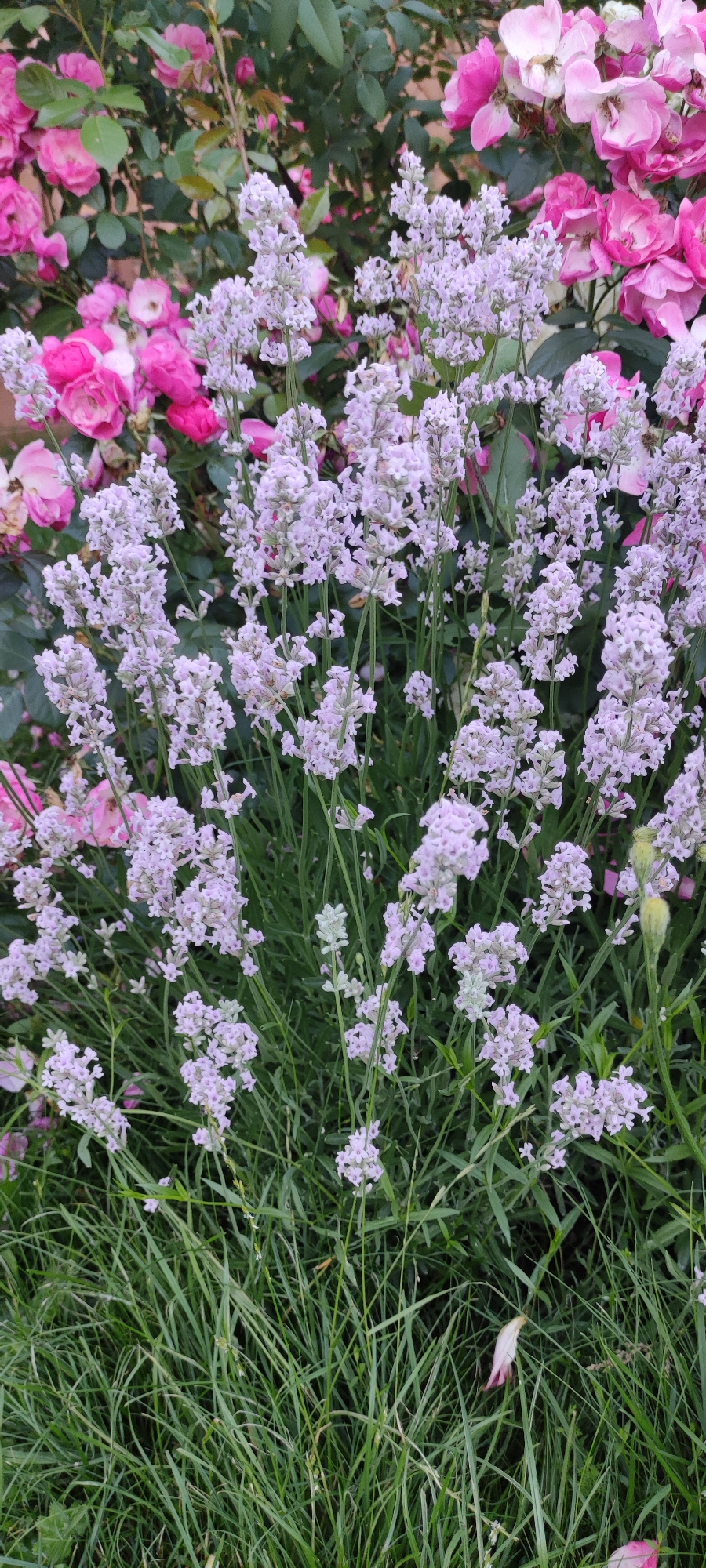 The image displays a close-up view of a garden filled with pink roses and lavender flowers. The pink roses are in various stages of bloom, with some fully open and others still in bud. The lavender flowers are clustered on tall, slender stems, forming delicate spires of pale purple. Green foliage from both the roses and lavender plants fills the background, creating a lush and vibrant setting. The foreground is dominated by a patch of green grass, some blades of which are taller and more textured than others. A single pink petal rests on the grass in the lower right quadrant of the image, suggesting a recent bloom or fallen petals from the roses. The lighting suggests it is daytime, likely with soft, diffused light, as there are no harsh shadows. The scene evokes a sense of natural beauty and tranquility, characteristic of a well-tended garden. There is no visible text in the image. The location context is Rosinka, Russia.