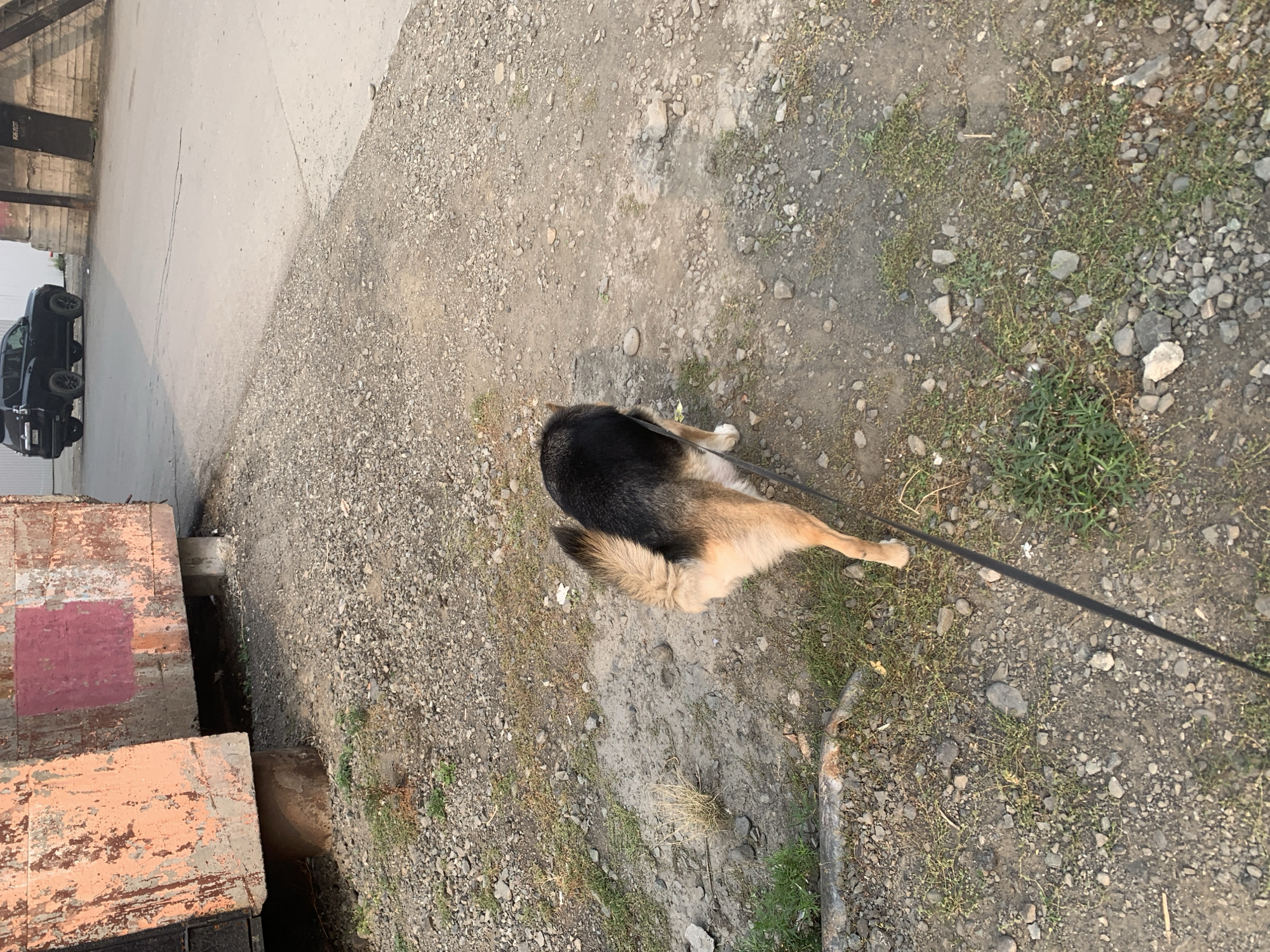 A German Shepherd dog on a leash walks on a gravelly surface. The dog is viewed from behind, with its black and tan fur visible. A black leash extends from its collar, angled downwards and to the left. In the background, to the left, is a large, weathered industrial container, with peeling orange and pink paint. To the right and further back, a black SUV is parked on a paved area. The scene appears to be in an outdoor industrial or storage area, potentially in Norilsk, Russia, given the context. The ground is a mix of gravel, dirt, and sparse vegetation.
