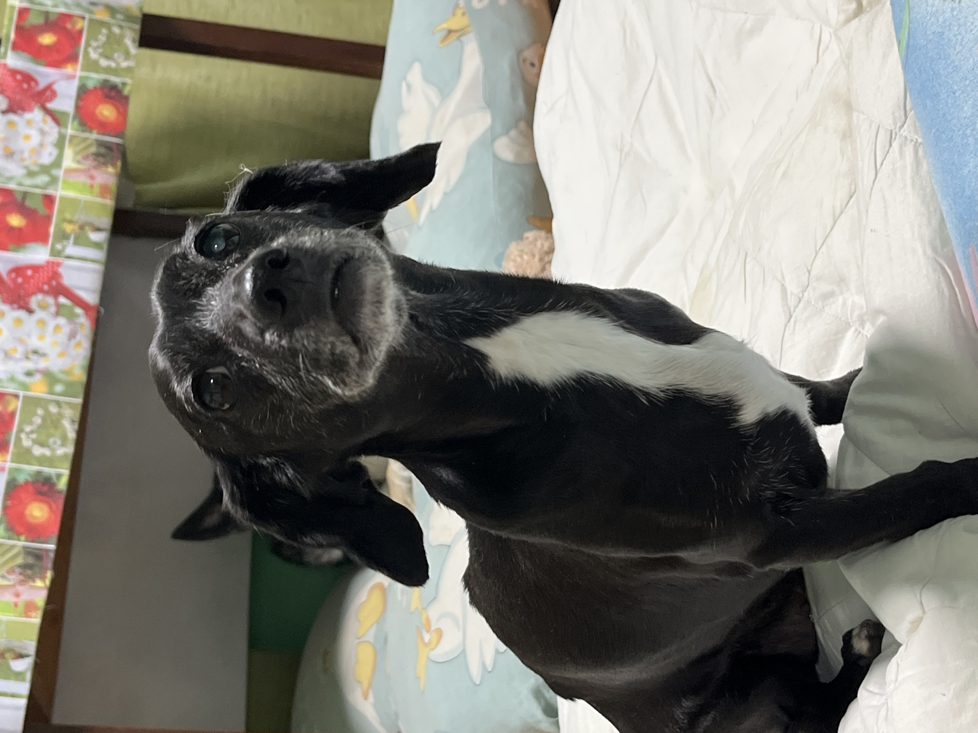 A medium-shot, eye-level, indoor photograph shows a black and white mixed-breed dog with short fur and long, floppy ears. The dog is sitting on a white quilted blanket on a bed. The dog's head is turned slightly to its right, and it is looking upwards and to its right. Its eyes are open, and its mouth is slightly open. The dog has a white patch of fur on its chest. In the background, there are two pillows with a light blue pattern of cartoon ducks. Above the pillows is a wooden headboard with a decorative border of floral print. The setting appears to be a domestic bedroom. The dog is the primary subject of the image. There is no indication of the city of Nizhny Tagil, Russia.