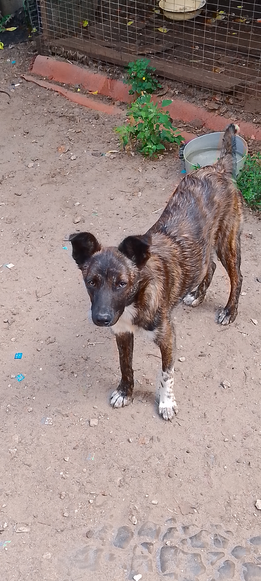 A brindle dog stands on a dirt ground with small rocks and debris. The dog has dark fur with lighter brown stripes and white markings on its chest and paws. It is looking towards the camera with a curious expression. In the background, there is a wire fence, some green plants, and a bucket of water. The scene appears to be an outdoor area, possibly a backyard or an enclosure.