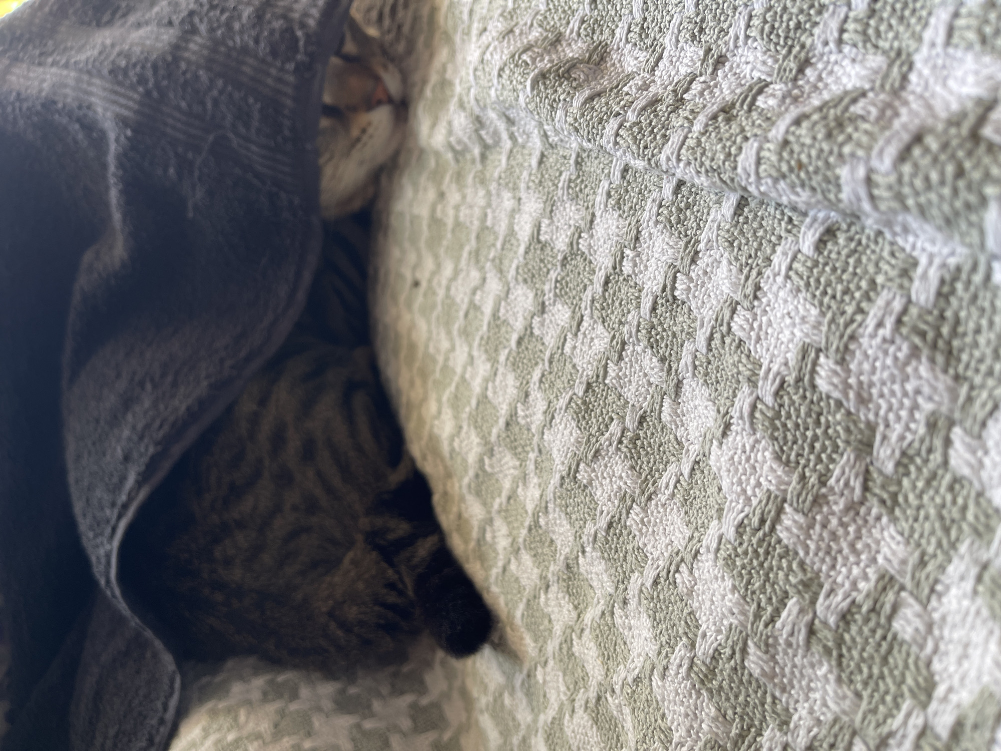 The image shows a close-up view of a tabby cat sleeping under a dark gray towel on a patterned green and white blanket. The cat's body is mostly hidden by the towel, but its striped tail is visible, as is a portion of its face with its eyes closed and nose facing upwards. The blanket has a woven texture with a repeating geometric pattern. The scene appears to be indoors, with soft lighting. There is no visible indication of the cat's location in Santa Coloma de Gramenet, Spain.