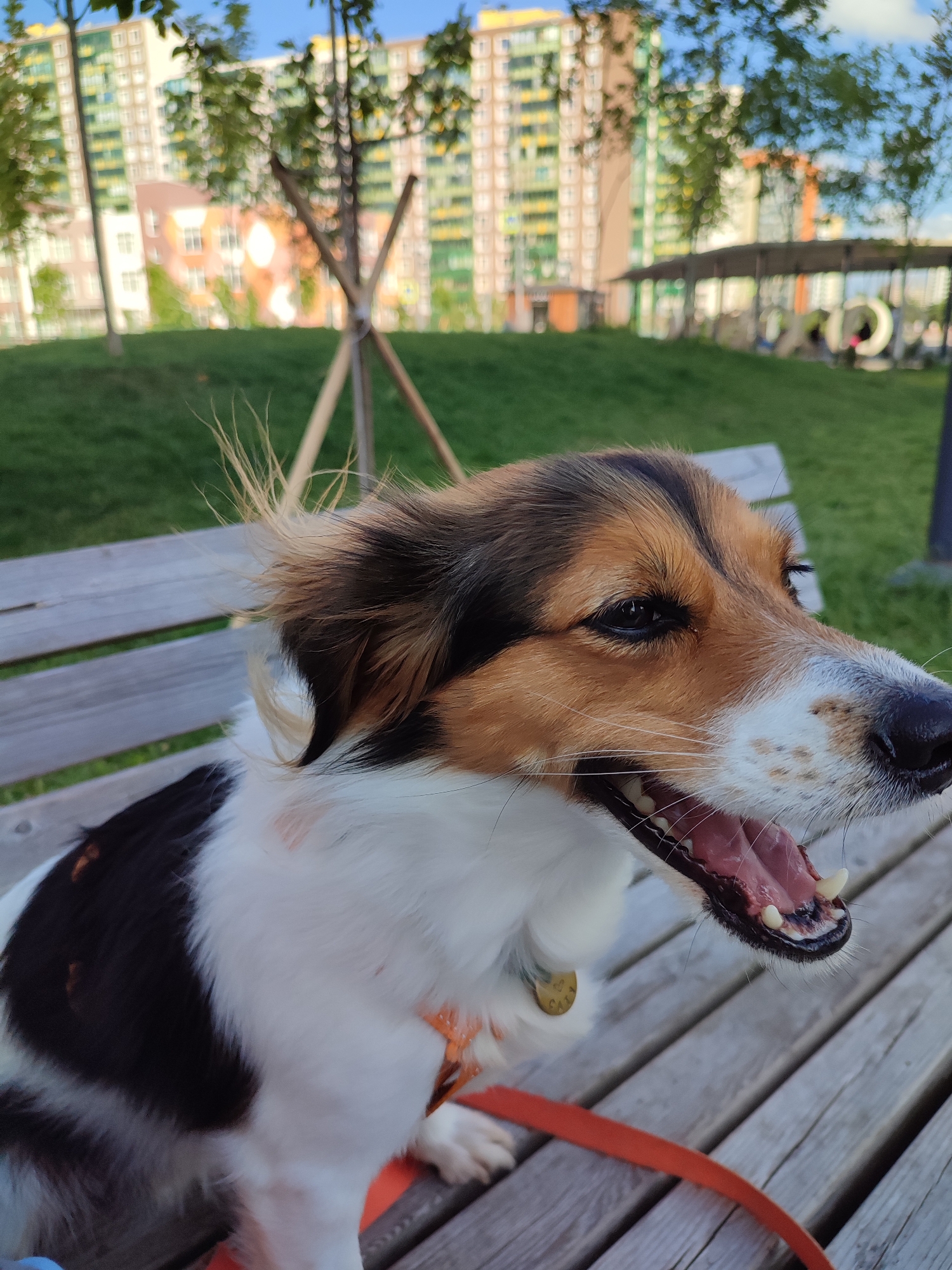 The image depicts a medium-sized dog with tricolor fur (black, white, and tan) sitting on a wooden bench outdoors. The dog's mouth is open, and its tongue is visible. The background shows a grassy area with trees and modern buildings, consistent with an urban park or residential area. The presence of a red leash and an orange collar on the dog indicates it is likely a pet being walked. The architecture and general landscape suggest a location in Murino, Russia, a city known for its rapid development and numerous high-rise apartment complexes. The lighting and shadows suggest it is daytime, possibly late afternoon given the angle of the sun. The scene is calm and casual, capturing a moment of respite for the animal.