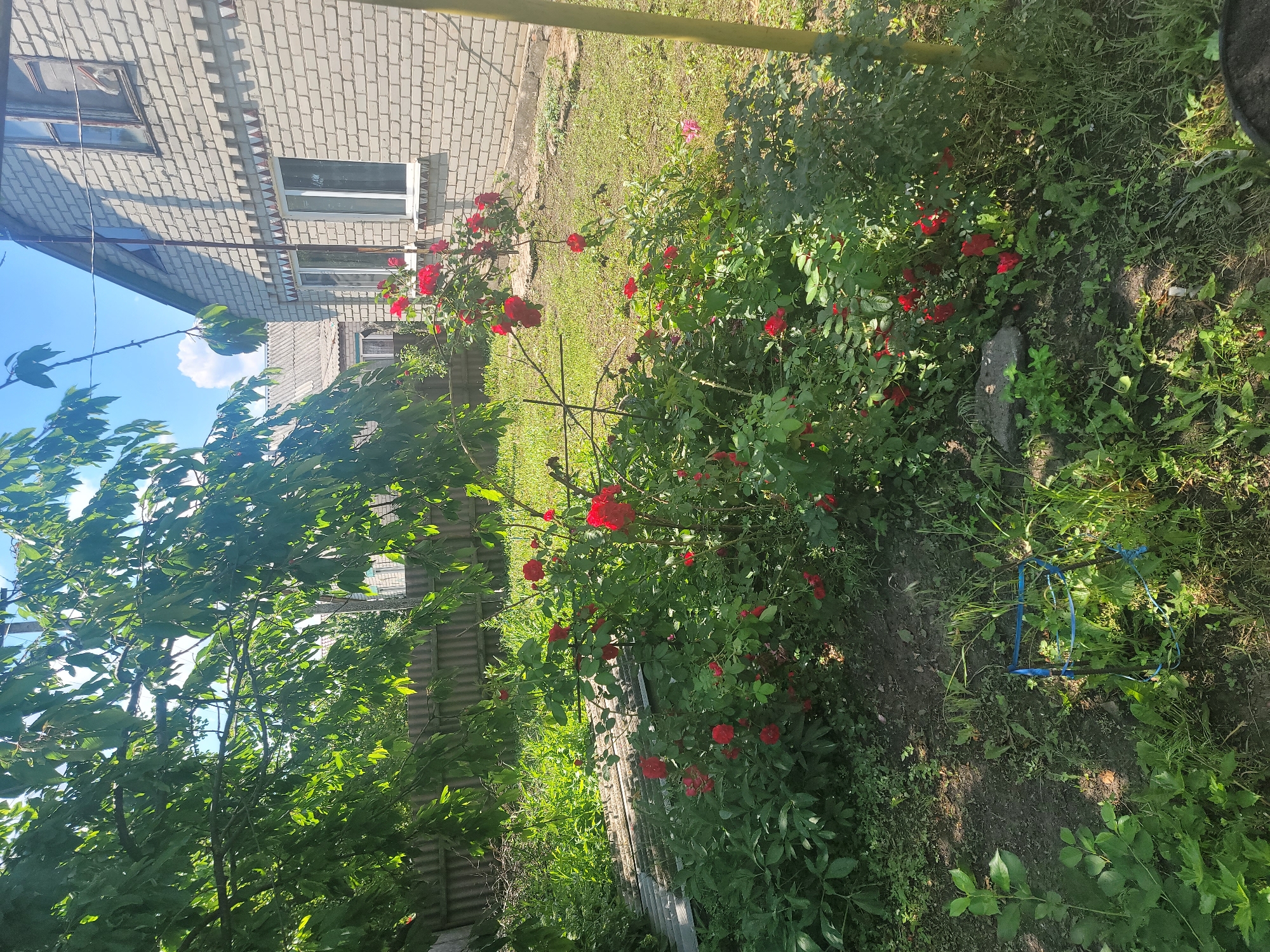 A sunny day scene in Vovkivka, Ukraine, shows a brick house with a light beige facade and a gray shingled roof. The house has several windows, some with white frames and one with a reddish-brown frame. In front of the house, a cluster of vibrant red roses blooms on a bush, intertwined with a metal support structure. To the left of the house and roses, a large tree with dense green leaves casts shadows. A gray corrugated metal fence runs along the edge of the property, partially obscured by the foliage. The ground is covered with green grass and scattered patches of dirt. In the foreground, on the left, is a blue metal structure with netting, possibly a plant support or garden tool. The overall environment suggests a residential backyard.