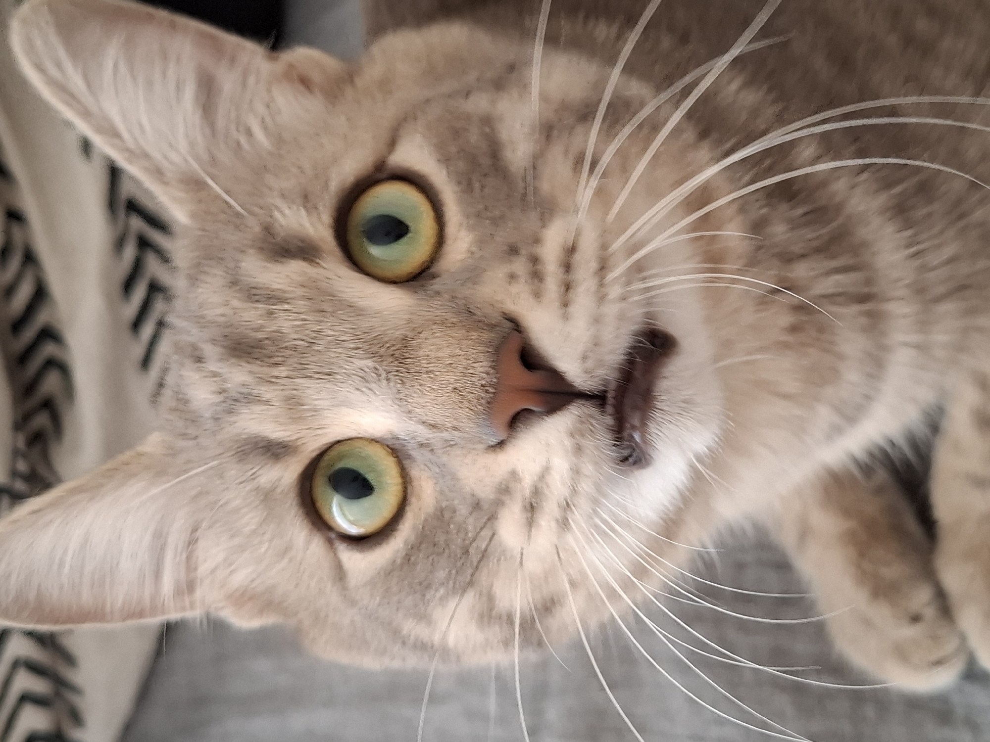 The image is a close-up, head-on shot of a grey tabby cat. The cat has large, round, green eyes with black pupils. Its mouth is slightly open, revealing its teeth and tongue, giving it a surprised or curious expression. The cat's fur is light brown and grey with darker tabby markings. Its whiskers are long and white, fanning out from its nose. The background is blurry and appears to be a grey, textured surface, possibly a couch or blanket, with a subtle geometric pattern visible at the top. The lighting is soft, illuminating the cat's face. There is no indication of Zemun Urban Municipality, Serbia, or any other specific location in the image.