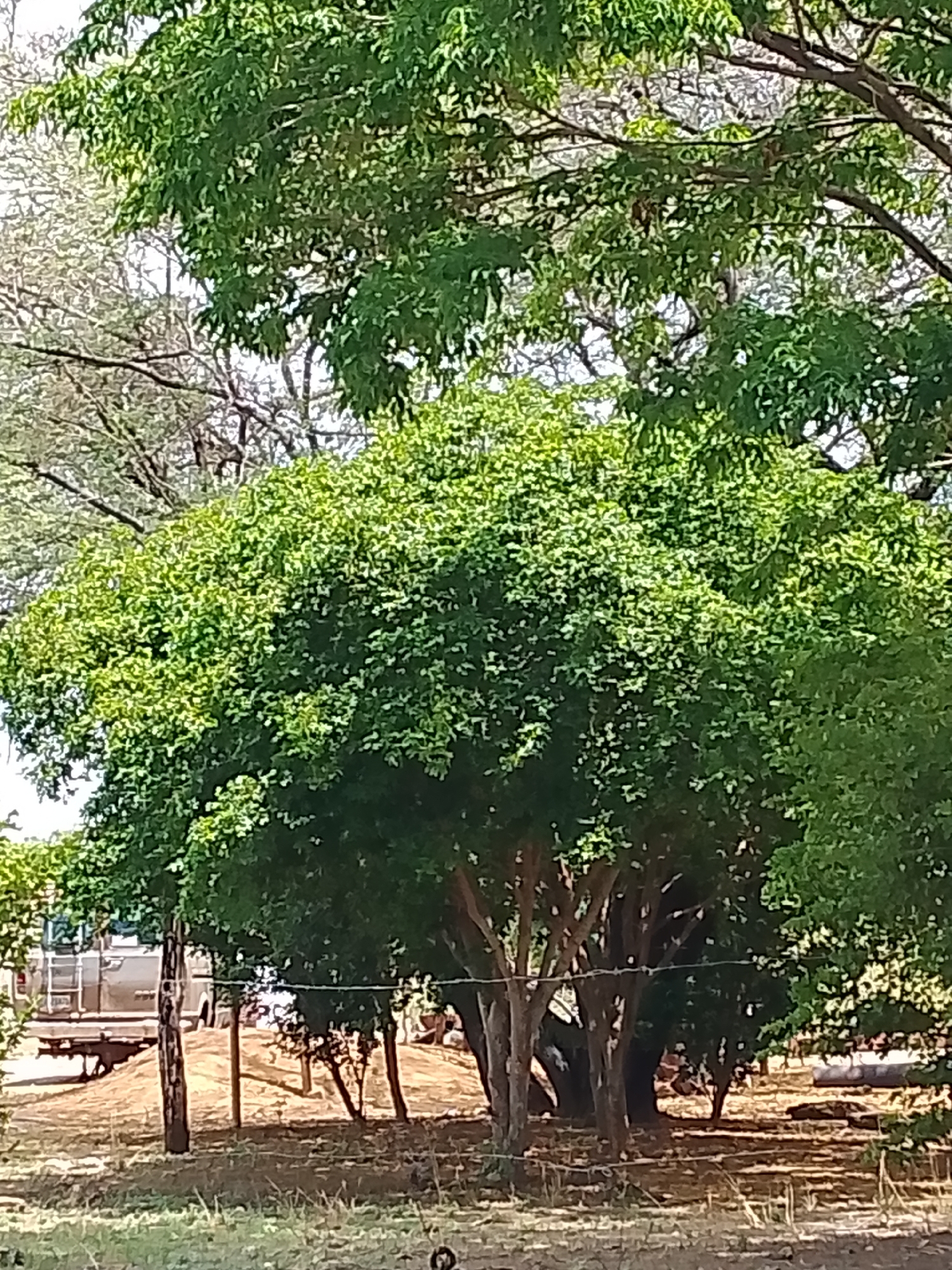 The image depicts an outdoor scene with lush green trees dominating the foreground and mid-ground. The trees are densely foliated, with bright green leaves catching the sunlight. In the background, a light-colored vehicle, possibly a truck or bus, is partially visible, situated on a dirt or gravel surface. There are also some wooden structures or poles interspersed among the trees. The ground appears to be dry and covered in sparse vegetation and dry grass. The overall impression is a natural, somewhat rural setting, likely in a warm climate, consistent with the city of Santa Ana, Venezuela.