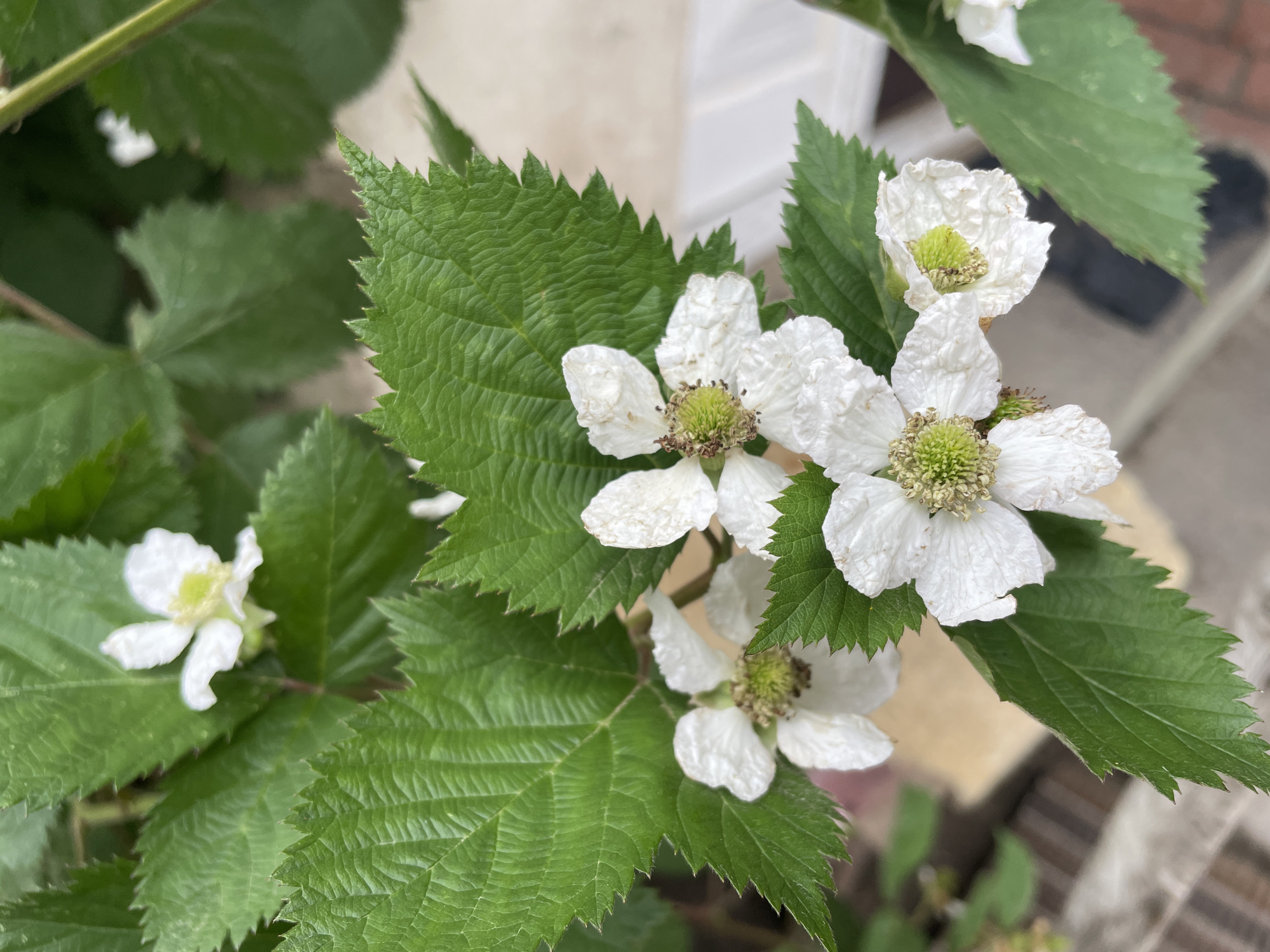 A close-up, eye-level shot shows a cluster of white blackberry blossoms and green leaves. The flowers are small with five delicate white petals and a greenish-yellow center with brown stamens. The leaves are serrated and have prominent veins. The background is blurred, but appears to be an outdoor setting with hints of a brick pattern and a light-colored structure, suggesting a garden or patio area in Stepanavan, Armenia.