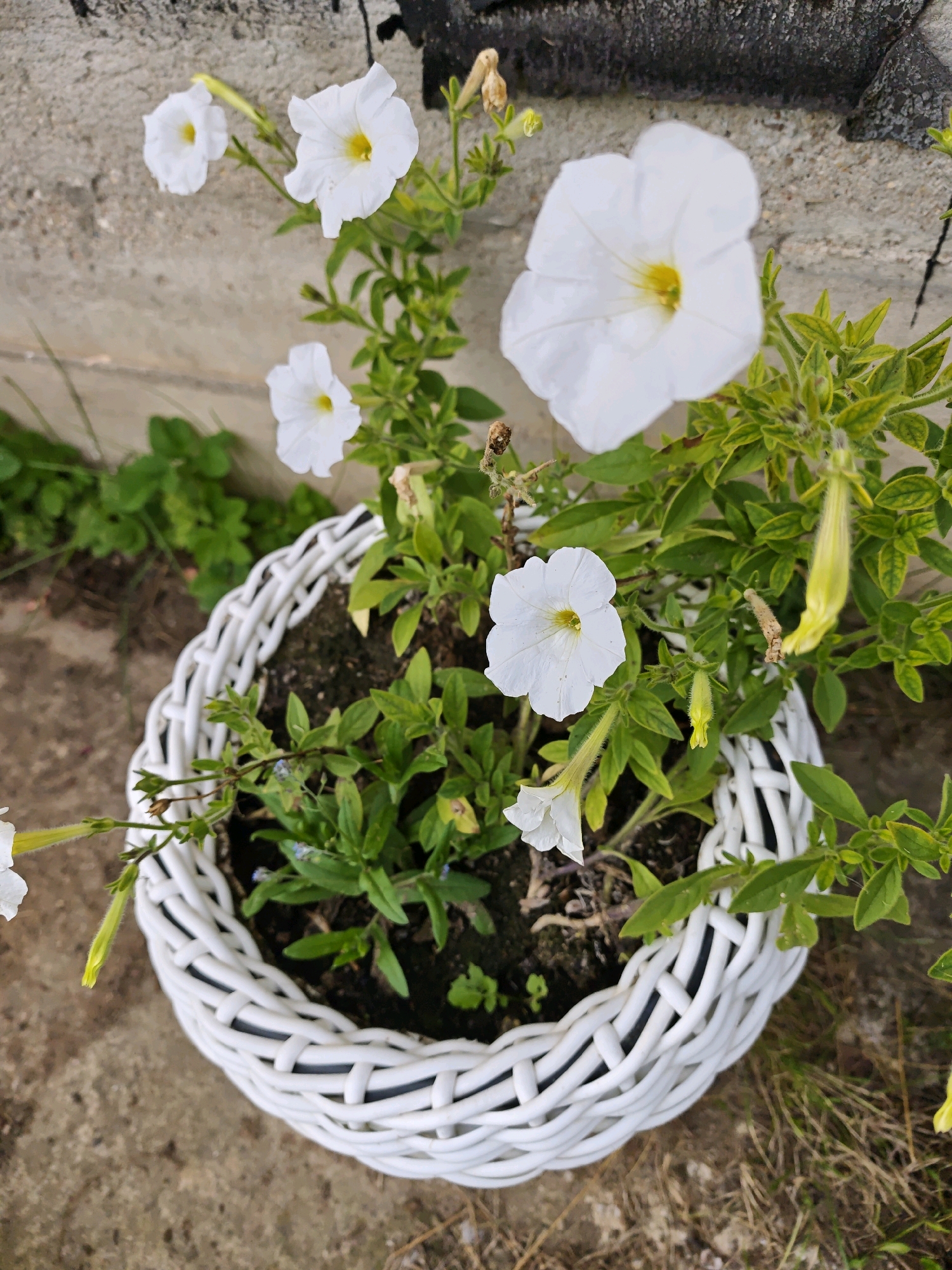 A white petunia plant with multiple white flowers and green leaves is planted in a white woven basket. The basket is sitting on a concrete surface next to a rough grey wall. The flowers have yellow centers and some of the buds are elongated and yellow. There are also some brown, dried-up parts of flowers visible. The background shows some green foliage and dry grass. The image appears to be taken outdoors in a garden or yard setting in Свитино Снт, Russia.