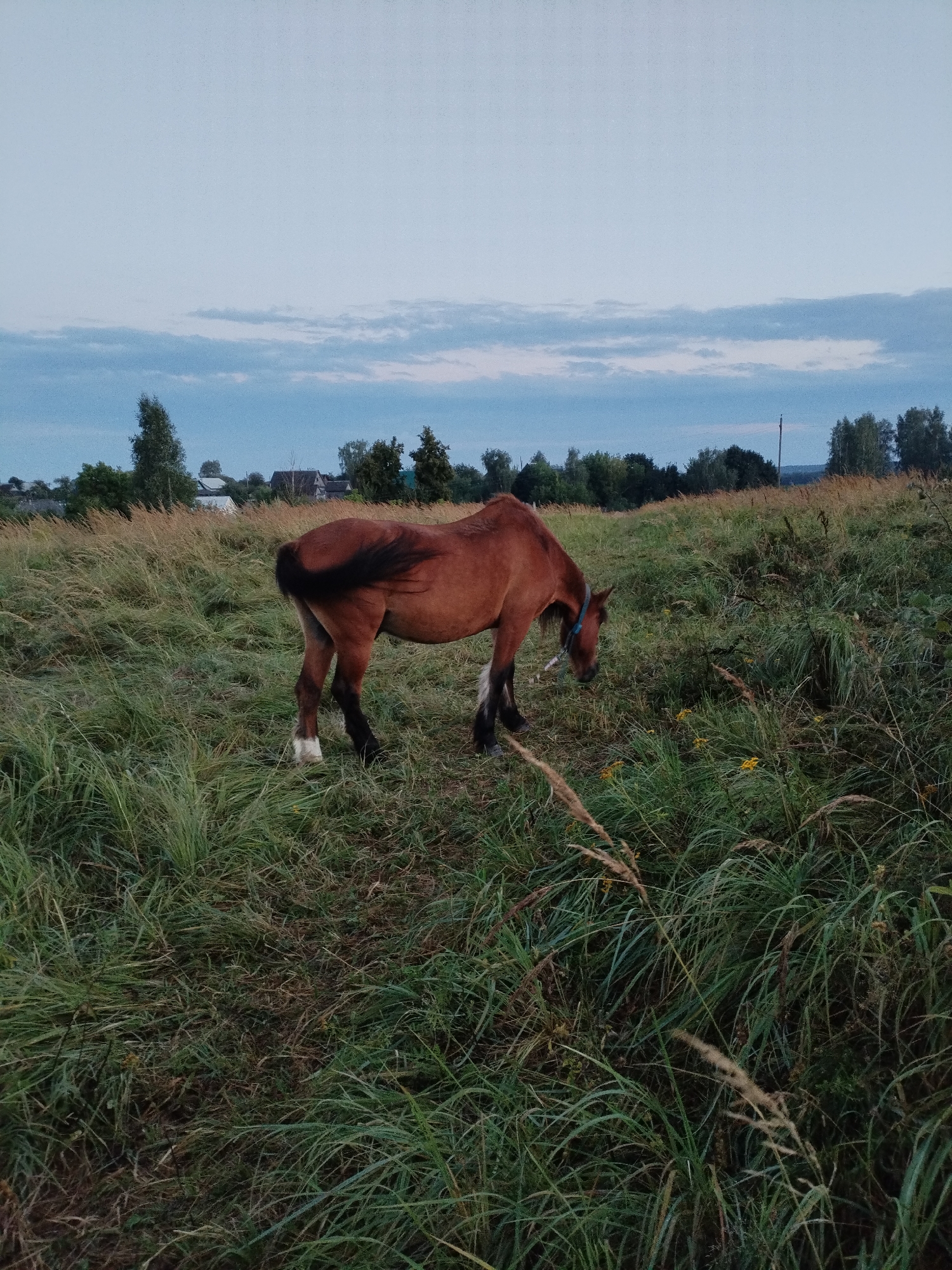A brown horse is grazing in a field of tall grass under a cloudy sky. The horse is facing to the right, with its head down towards the grass. The horse has a blue halter around its neck. In the background, there are some trees and houses. The overall scene appears to be rural and peaceful.