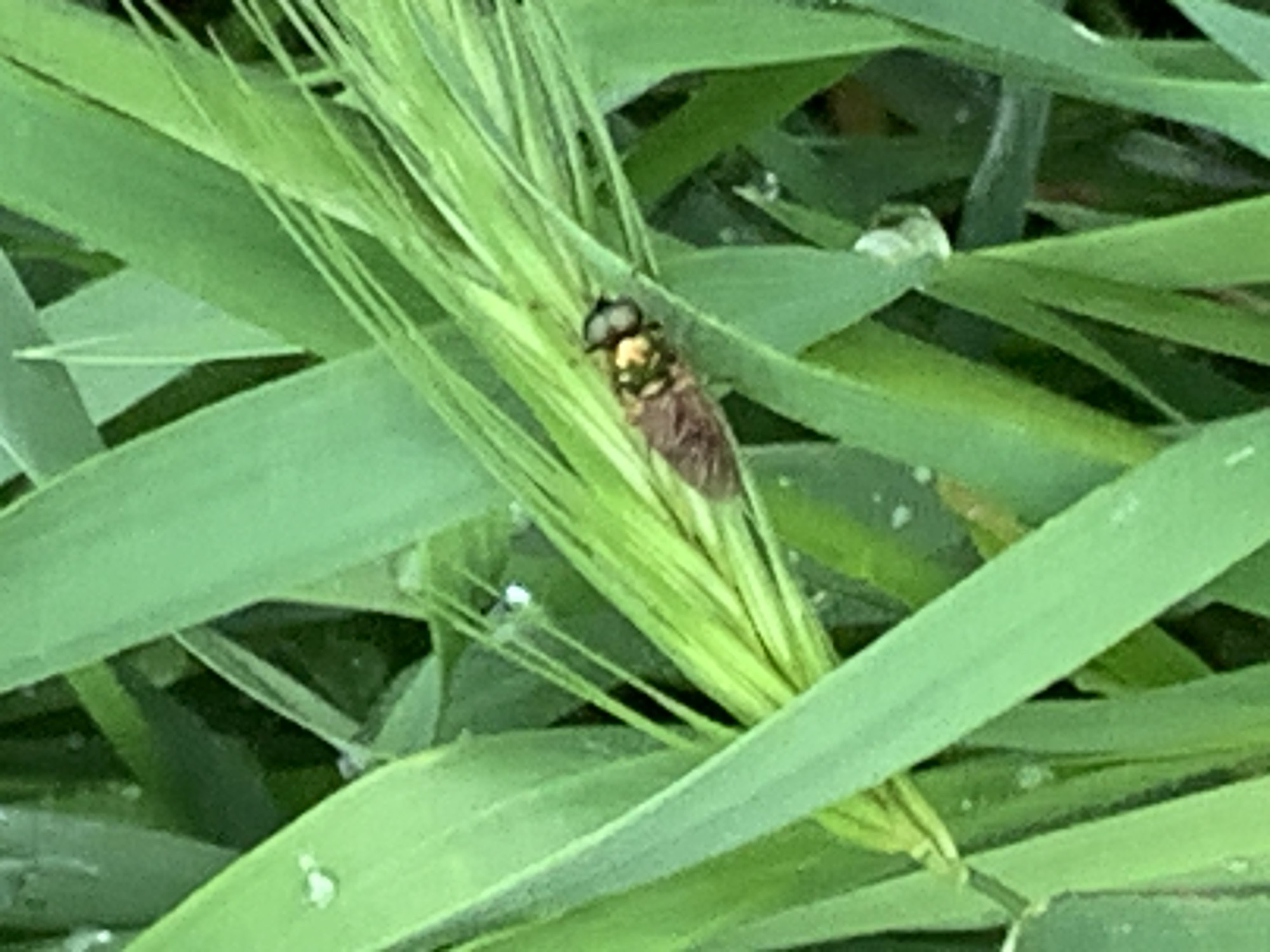 A fly with a yellow thorax and a brown abdomen perches on a spike of green grass. The surrounding grass is a vibrant green. Dewdrops are scattered on the grass blades. The location is Unknown, Unknown.