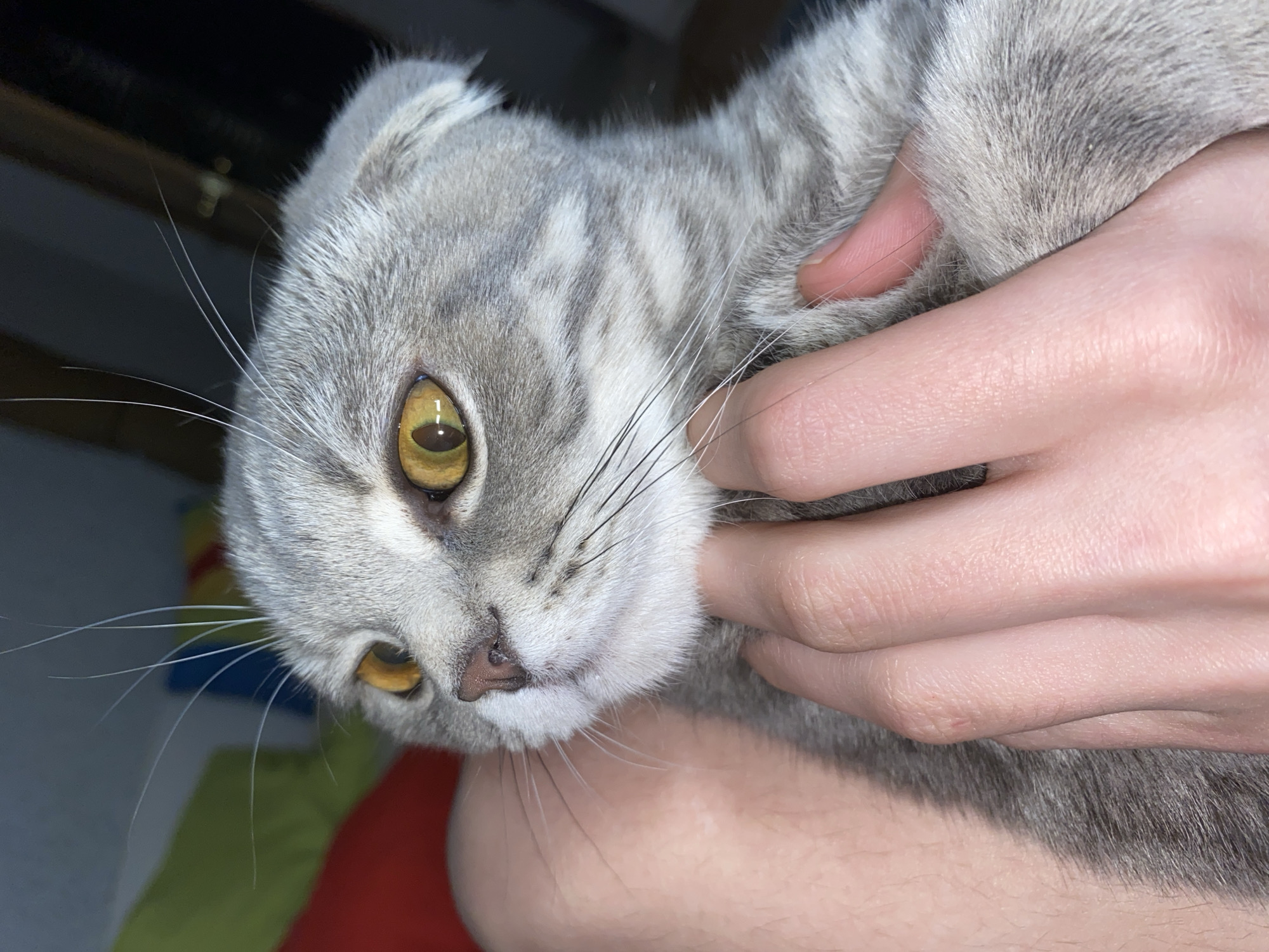 A close-up image shows a gray tabby Scottish Fold cat being held by a person. The cat has golden eyes and folded ears. The person's hand is visible, holding the cat's neck. The background is out of focus, but there appears to be a dark surface in the upper left corner and a blurred red and green object in the lower left corner. The image was not captured in Votkinsk, Russia. The location is unknown.
