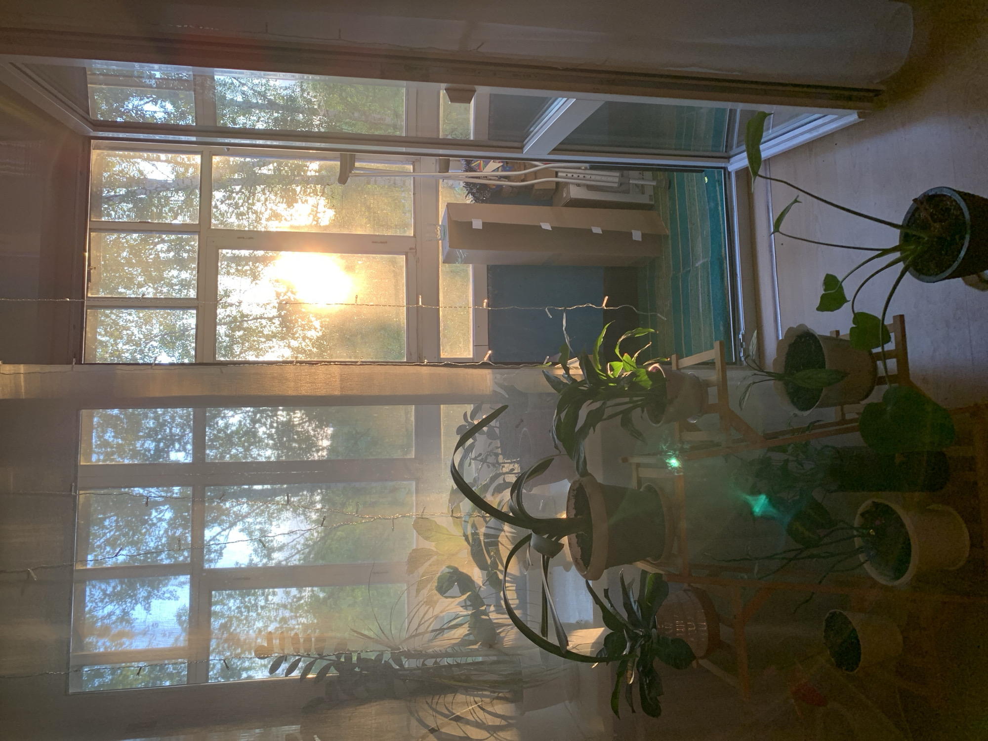 The image, taken indoors, shows a bright, sunlit window in what appears to be an apartment or house. The sun is positioned directly in front of the window, causing a significant glare. Through the window, trees are visible, suggesting an outdoor environment. Inside, several potted plants are arranged on shelves or stands, mostly in the lower right quadrant of the image. Boxes and what appears to be disassembled furniture are present in the background beyond the window, possibly indicating a recent move or ongoing construction. The image exhibits an overall warm tone due to the sunlight. The location is Chaikovsky, Russia. No people are visible in the image.