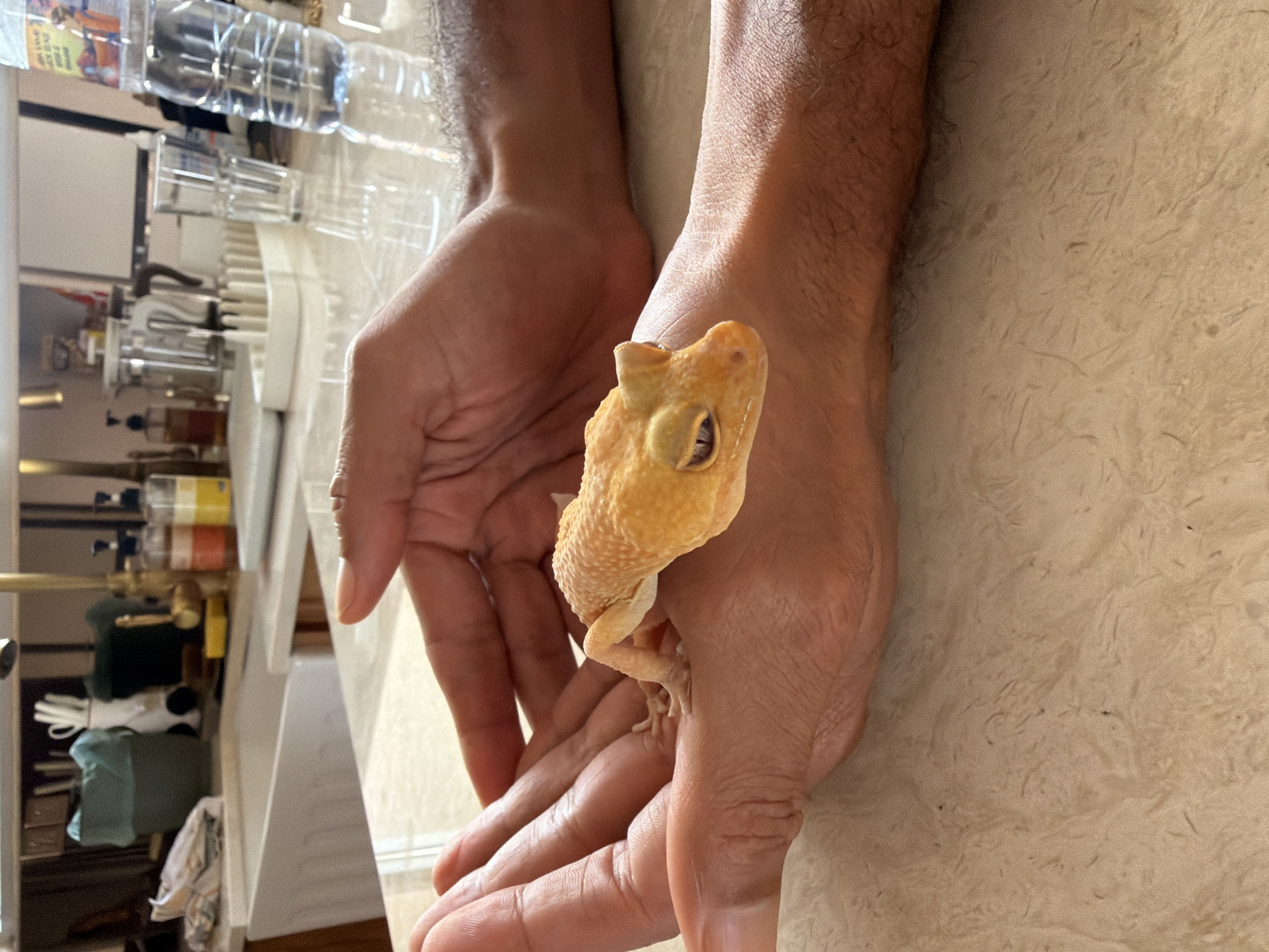 A leopard gecko, a reptile with yellow and orange skin and black eyes, rests on a person's open palm. The gecko is positioned in the center of the image, looking to the right. The person's hands are cupped beneath the gecko, supporting it. The background shows a kitchen counter with various items, including bottles of soap, a dish rack with glasses, and a sink. The scene appears to be indoors, likely in a home environment.