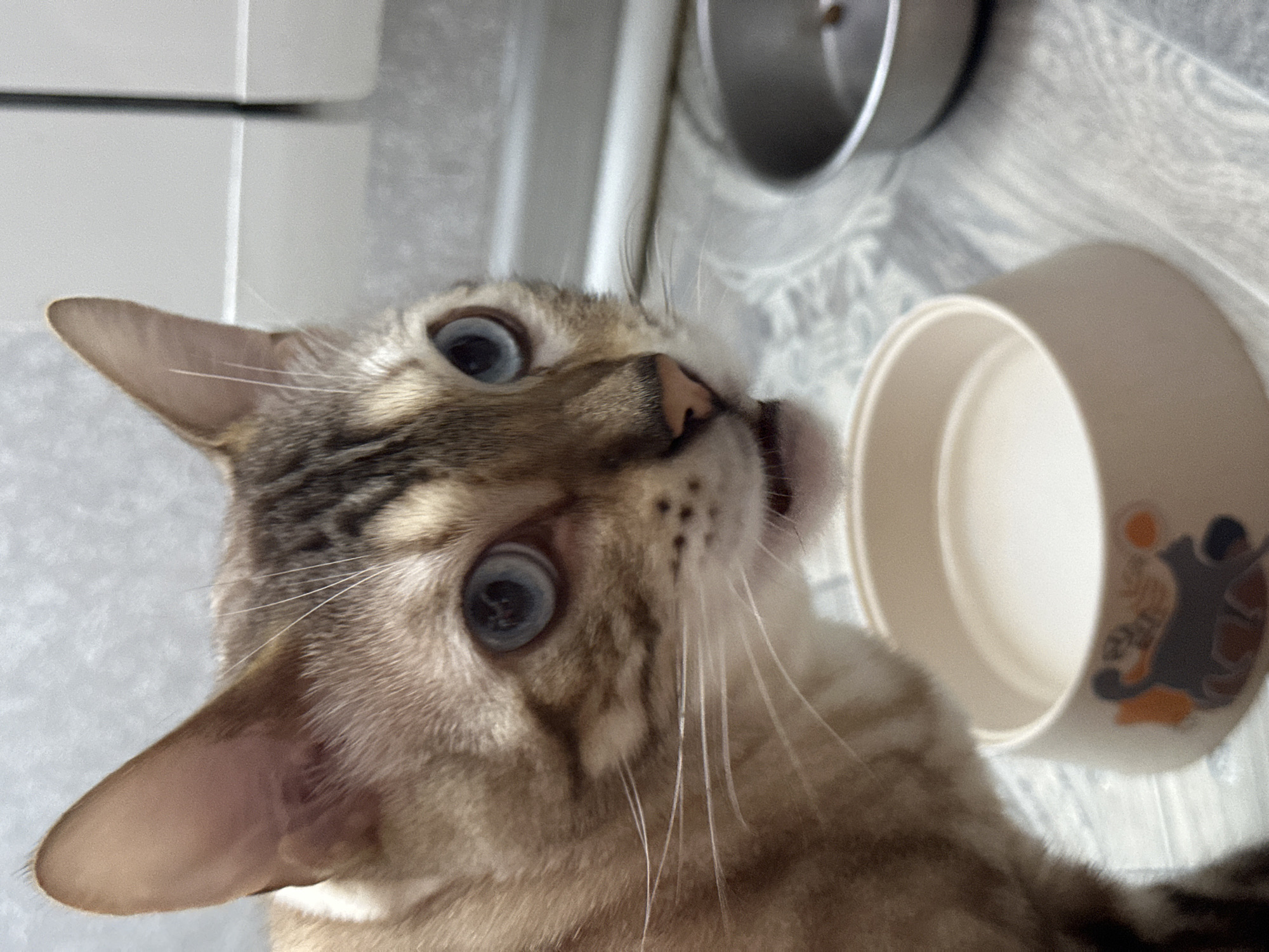A close-up shot focuses on the head and upper body of a Bengal cat, with bright blue eyes and distinctive tabby markings. The cat is positioned in the foreground, looking to the right of the frame with its mouth slightly open. In the background, to the right, is a silver pet food bowl with a small amount of kibble visible. To the left and slightly out of focus, is a lighter-colored ceramic pet food bowl, appearing to contain a liquid, likely water. The cat is on a floor with a patterned surface, possibly linoleum or tile. The background wall appears to be a textured gray. The scene is indoors, and the lighting is soft. The image was taken in Energetik, Russia.