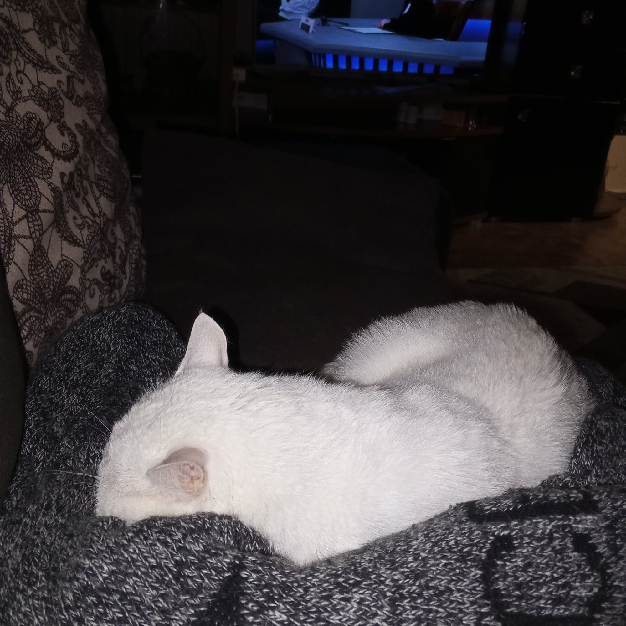 In Prokopyevsk, Russia, a white cat with its head tucked into its body is sleeping on a dark gray knitted blanket. The cat's fur is fluffy and appears clean. The blanket is textured with a mix of light and dark gray threads. To the left of the cat, a piece of fabric with a lace pattern is visible. In the background, out of focus, a television screen displays a blue and white image, possibly a desk with people behind it. The overall lighting in the room is dim, suggesting it is nighttime or the room is not well-lit. The scene appears to be indoors, possibly in a living room or bedroom.