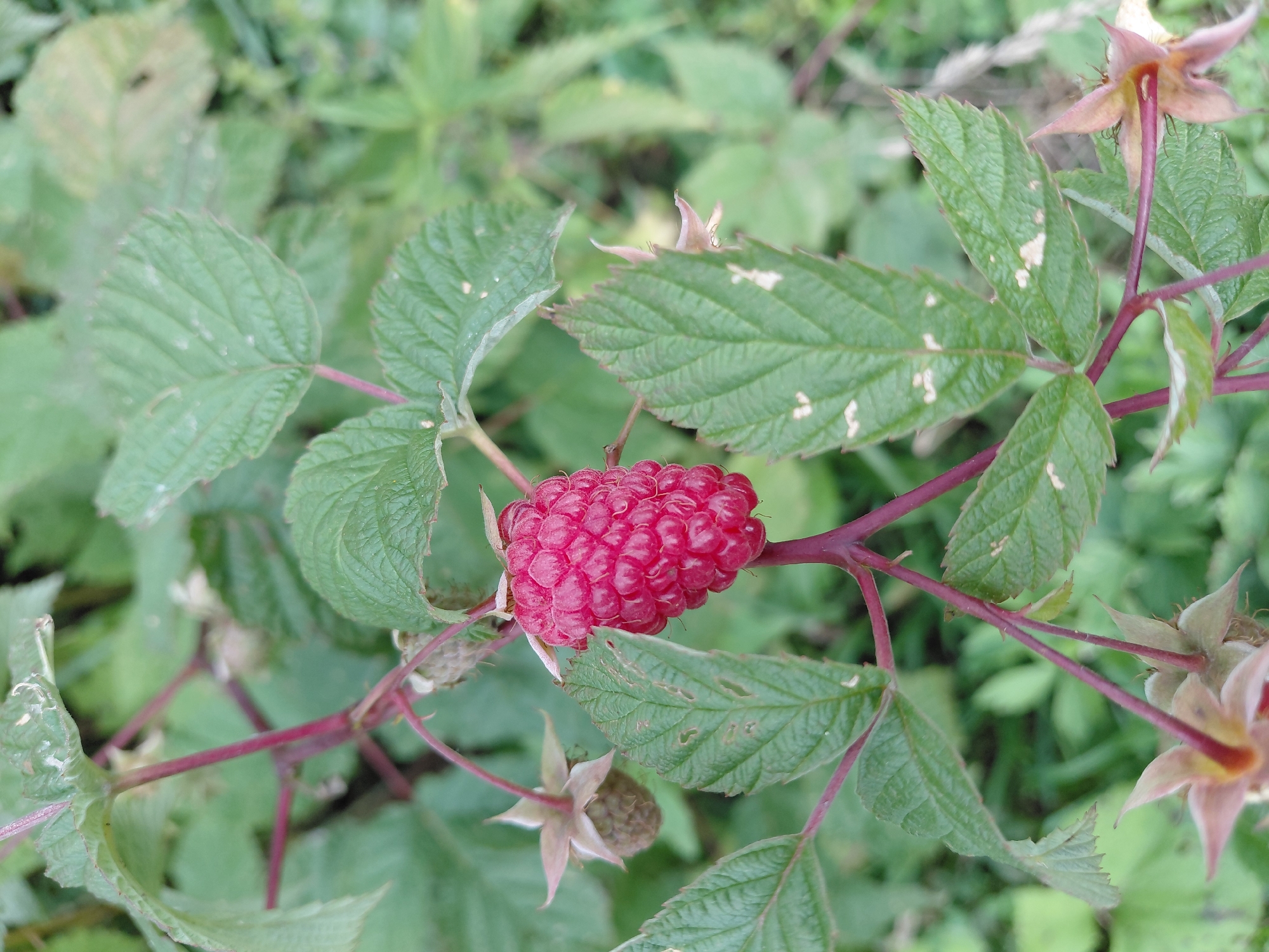 In Malinovka, Russia, a ripe raspberry hangs from a plant with green, serrated leaves and red stems. The raspberry is a deep pink-red color and is composed of many small drupelets. Several other unripe raspberries or developing fruit are also visible on the plant, as well as wilting or dried calyxes of previous flowers. The background is a blur of green foliage, suggesting an outdoor, natural setting such as a garden or a wild area. There are no people or animals visible in the image.