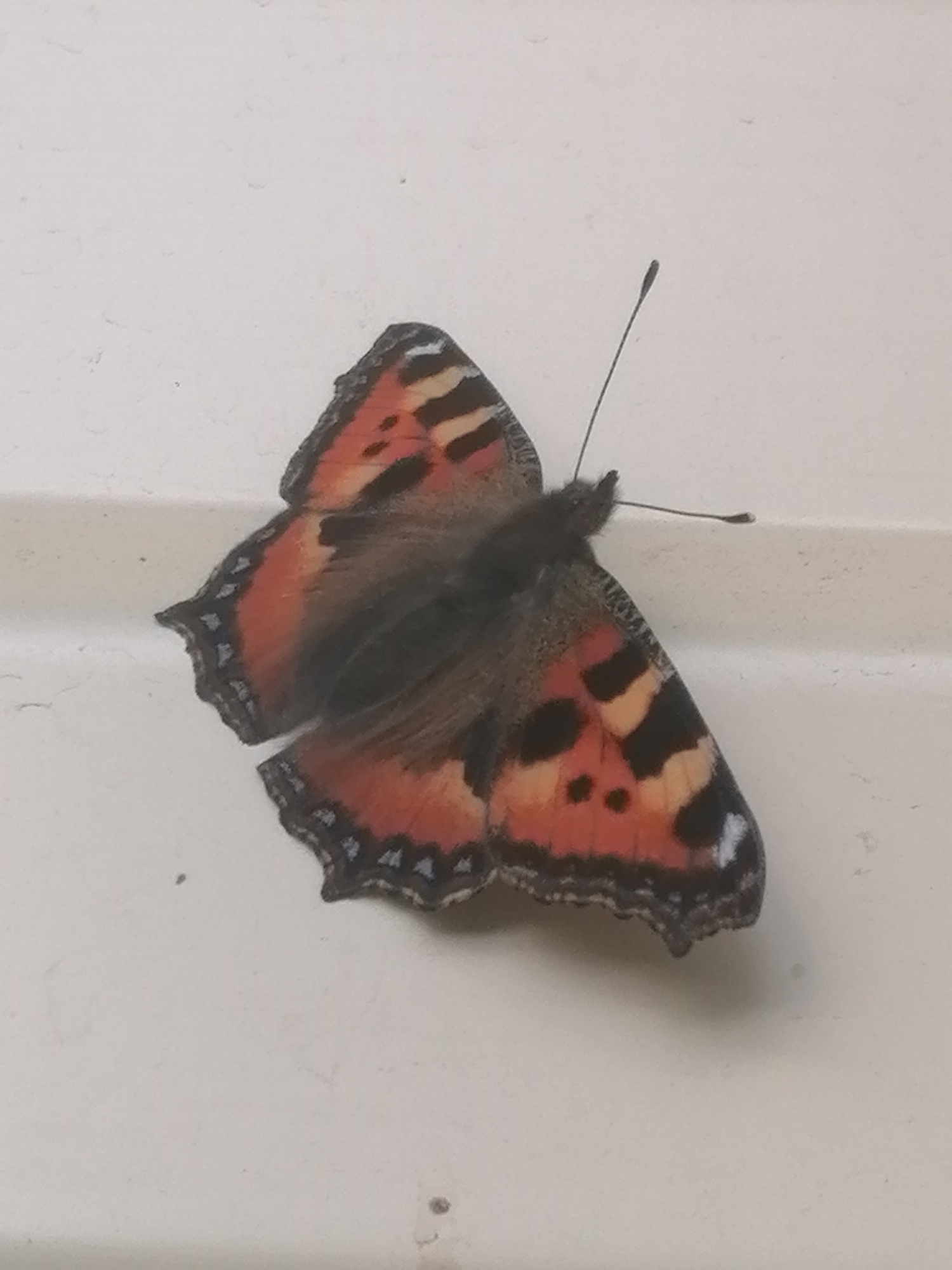 A butterfly, likely a Small Tortoiseshell (Aglais urticae), is resting on a textured, off-white surface. The butterfly's wings are predominantly orange-red with black and yellow markings, and a fringed black border containing small white spots. Its body is dark brown, and it has two thin antennae. The surface it is on appears to be a window ledge or a similar architectural feature. The image is taken from a slightly elevated angle. The scene is devoid of any human presence or activity. The environment is neutral, with no discernible urban or natural background elements beyond the immediate surface the butterfly occupies. There is no information available to place this image within Lagerevo, Russia.