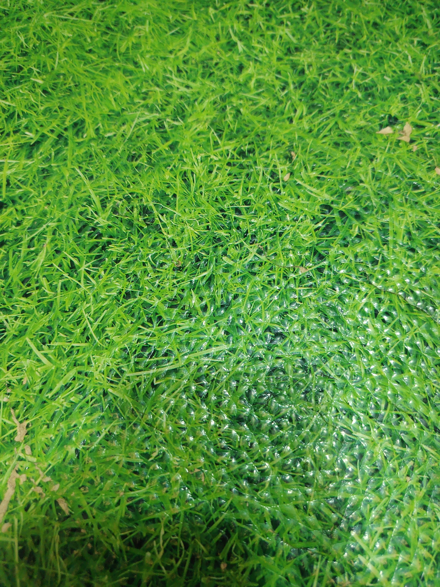 The image is a close-up, overhead view of a patch of artificial turf. The turf is a vibrant green color and the blades of grass appear to be short and somewhat stiff, with a slight sheen suggesting they may be made of plastic. The texture of the turf is dense and uniform, with individual blades clearly distinguishable. In some areas, there are slight variations in the way the light reflects off the blades, creating subtle highlights and shadows that give the surface a three-dimensional appearance. There are no visible people, animals, or other objects in the image, nor any discernible environmental features that would indicate a specific location within Sariasiya, Uzbekistan. The focus is solely on the texture and color of the artificial grass.