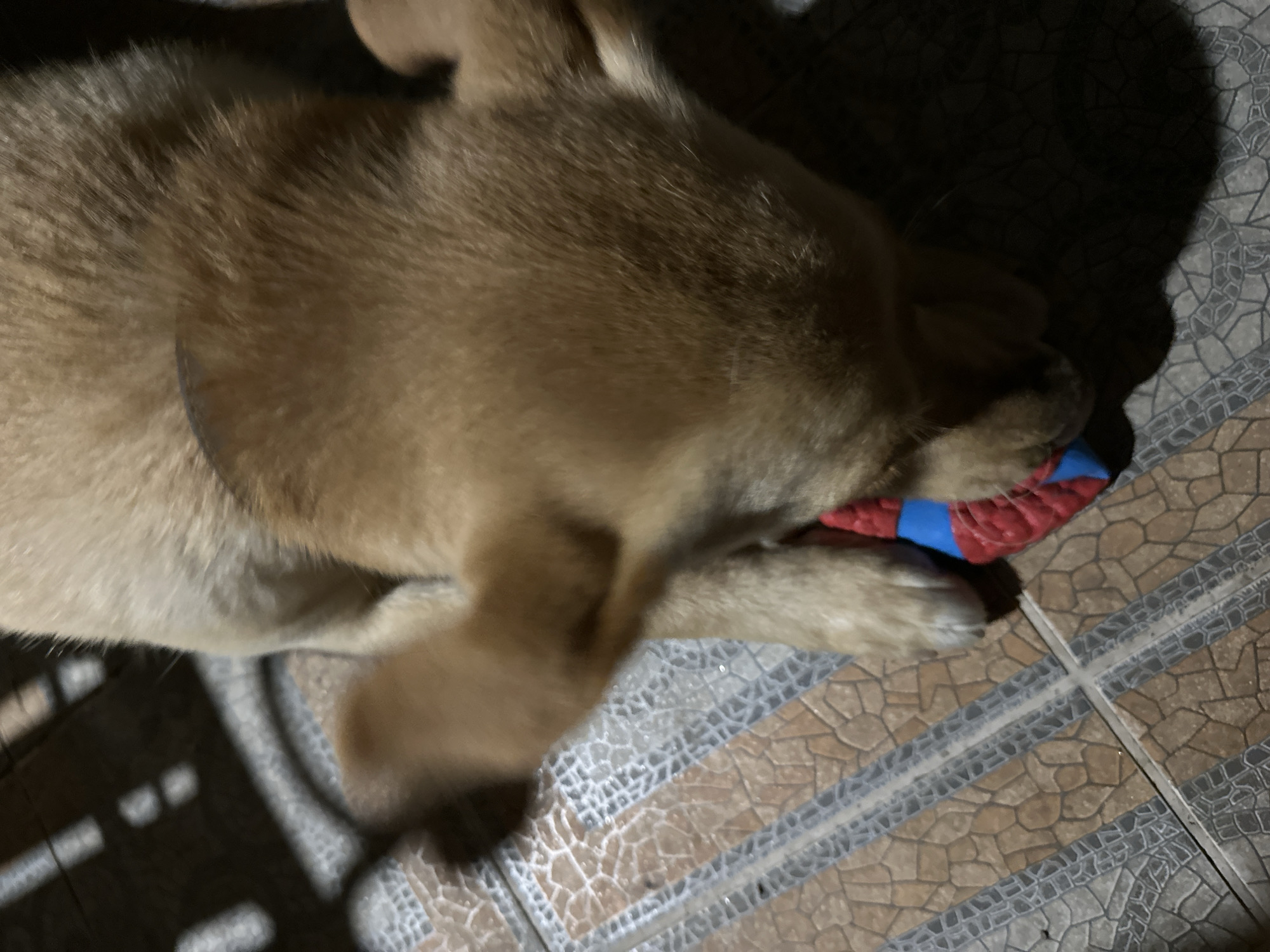 A tan puppy with floppy ears is playing with a red and blue toy on a tiled floor. The puppy is in a close-up shot, with its head down and focused on the toy. The tiled floor has a pattern of brown and grey tiles with white grout lines. In the background, there are shadows cast by what appear to be blinds or a fence. The scene is lit with artificial light, likely from a lamp or overhead fixture. The image does not provide any specific indicators that would place the scene in Sochi, Russia.