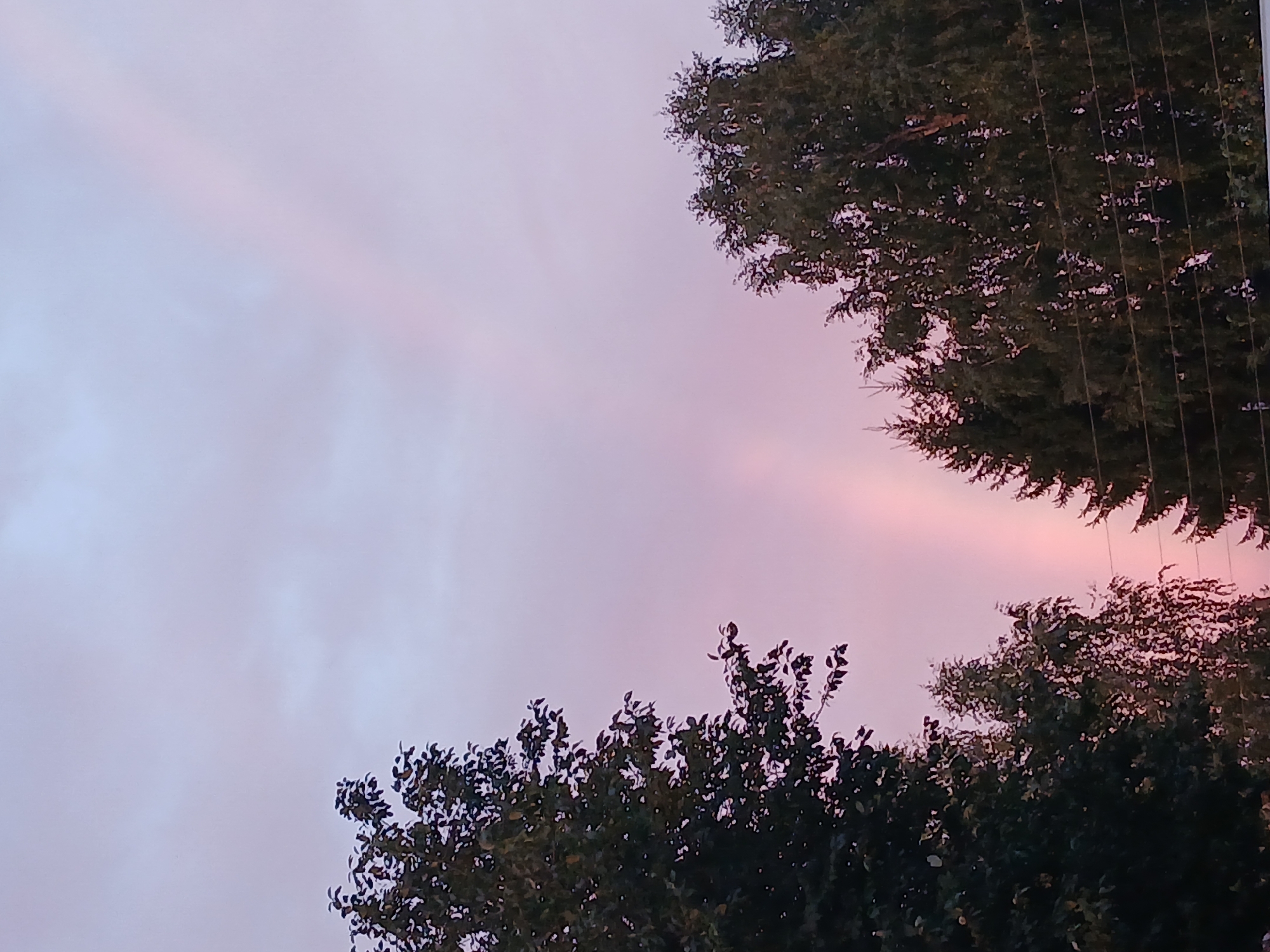 A low-angle shot captures the tops of dark green trees against a pale pink and light purple sky. A faint rainbow arches vertically in the center of the frame, its colors muted by the twilight. The trees are silhouetted against the sky, with a few power lines visible strung between them on the right side of the image. The scene is serene, suggesting either dawn or dusk.