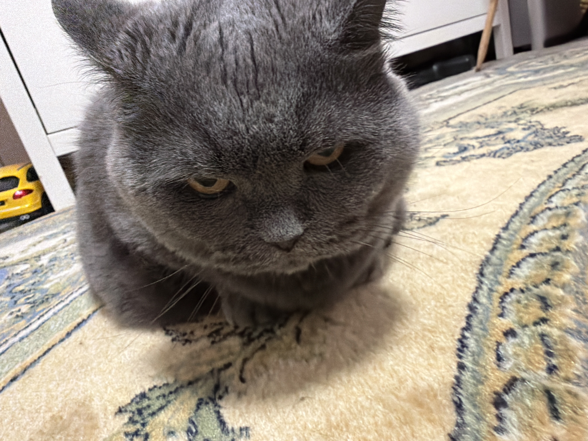 A close-up, eye-level, indoor shot features a grey British Shorthair cat with amber eyes lying on a beige, patterned rug. The cat's head is positioned in the center of the frame, with its gaze directed downwards. The cat's fur is short and dense, with visible whiskers extending from its muzzle. The rug has a repeating pattern of blue and green geometric shapes and floral motifs. In the background, to the left of the cat, a small, yellow toy car is visible. Behind the car, a white cabinet or dresser can be seen, with a wooden leg of furniture to the right of the cat. The lighting appears to be artificial, casting a soft glow on the scene. The overall impression is one of domestic tranquility. There is no indication of the city of Шмидтово, Russia, in the image or its context.